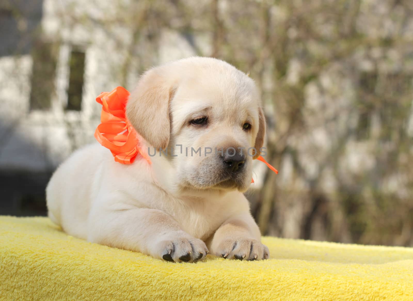 happy yellow labrador puppy on the yellow background