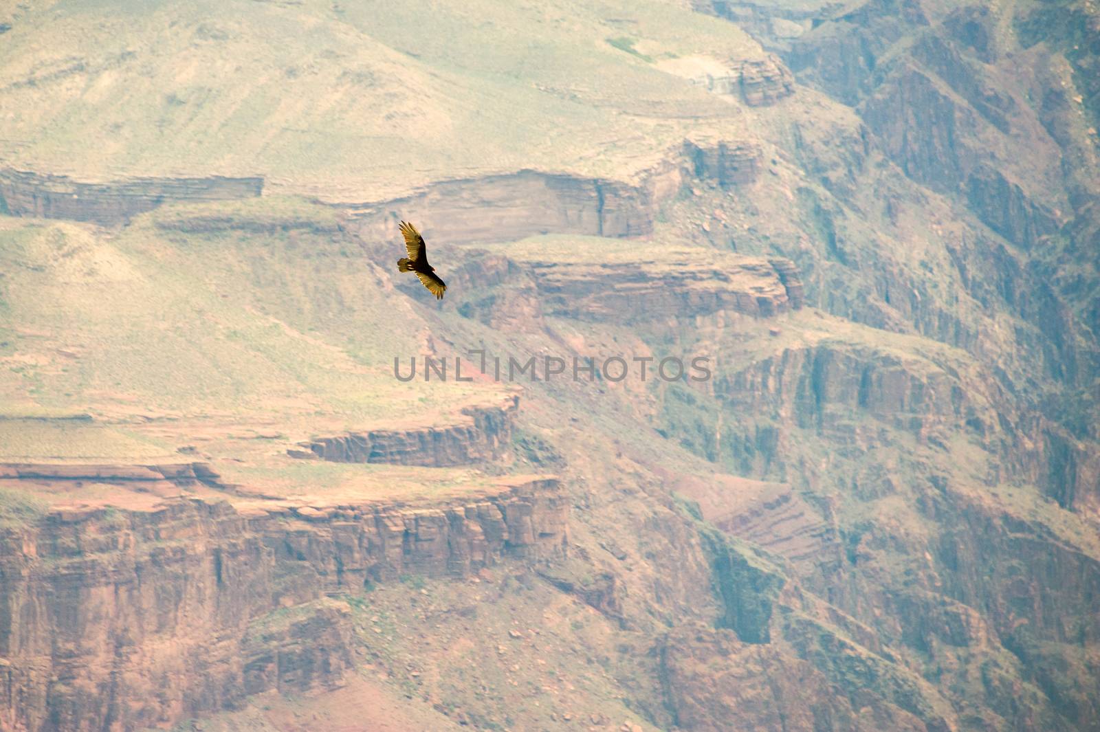 Bird flying over the grand canyon by CelsoDiniz