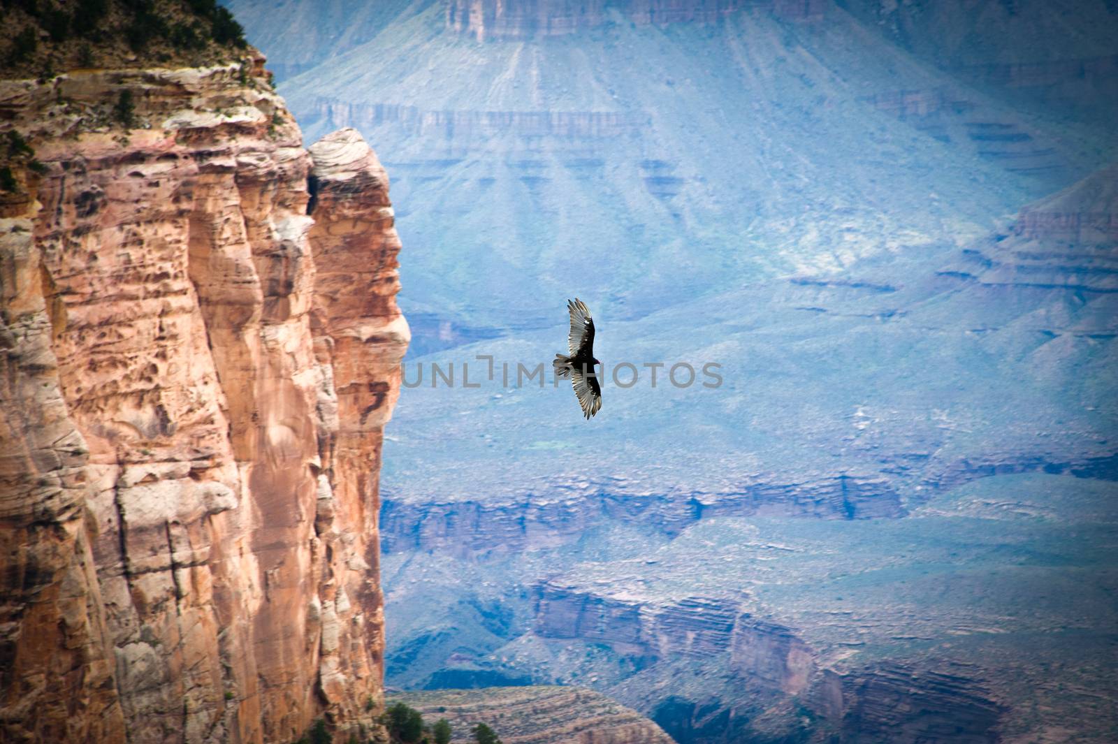 Bird flying over a canyon, Grand Canyon, Grand Canyon National Park, Arizona, USA