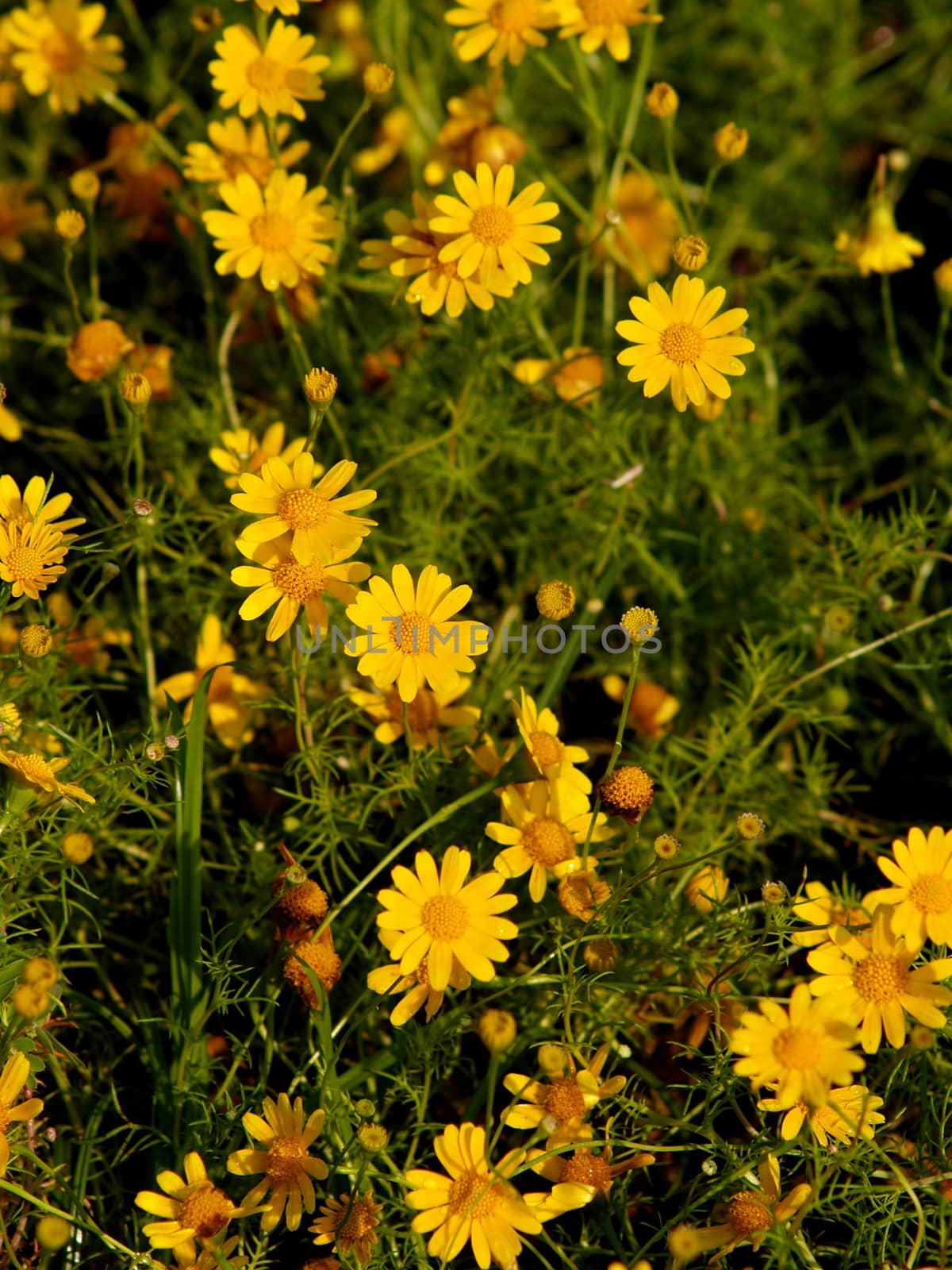 royal flora expo chiangmai thailand