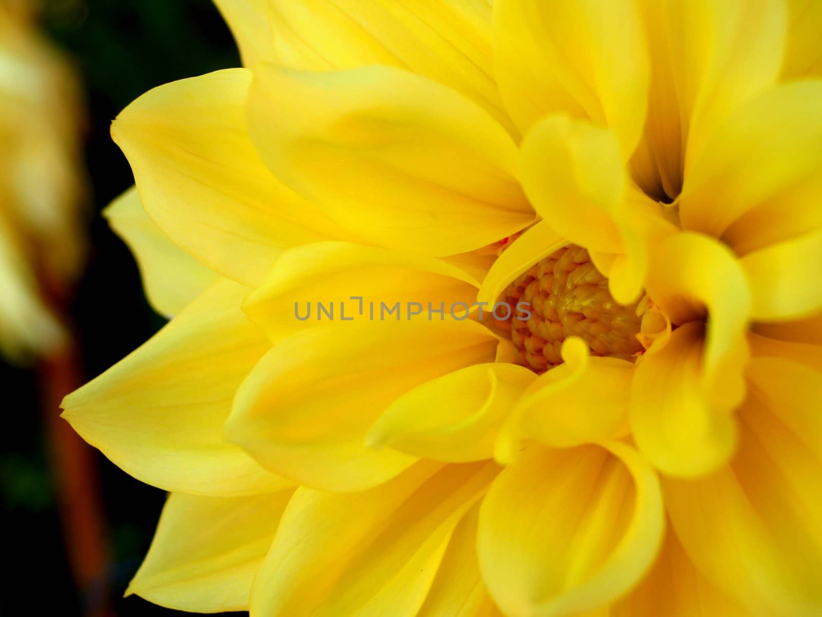 royal flora expo chiangmai thailand