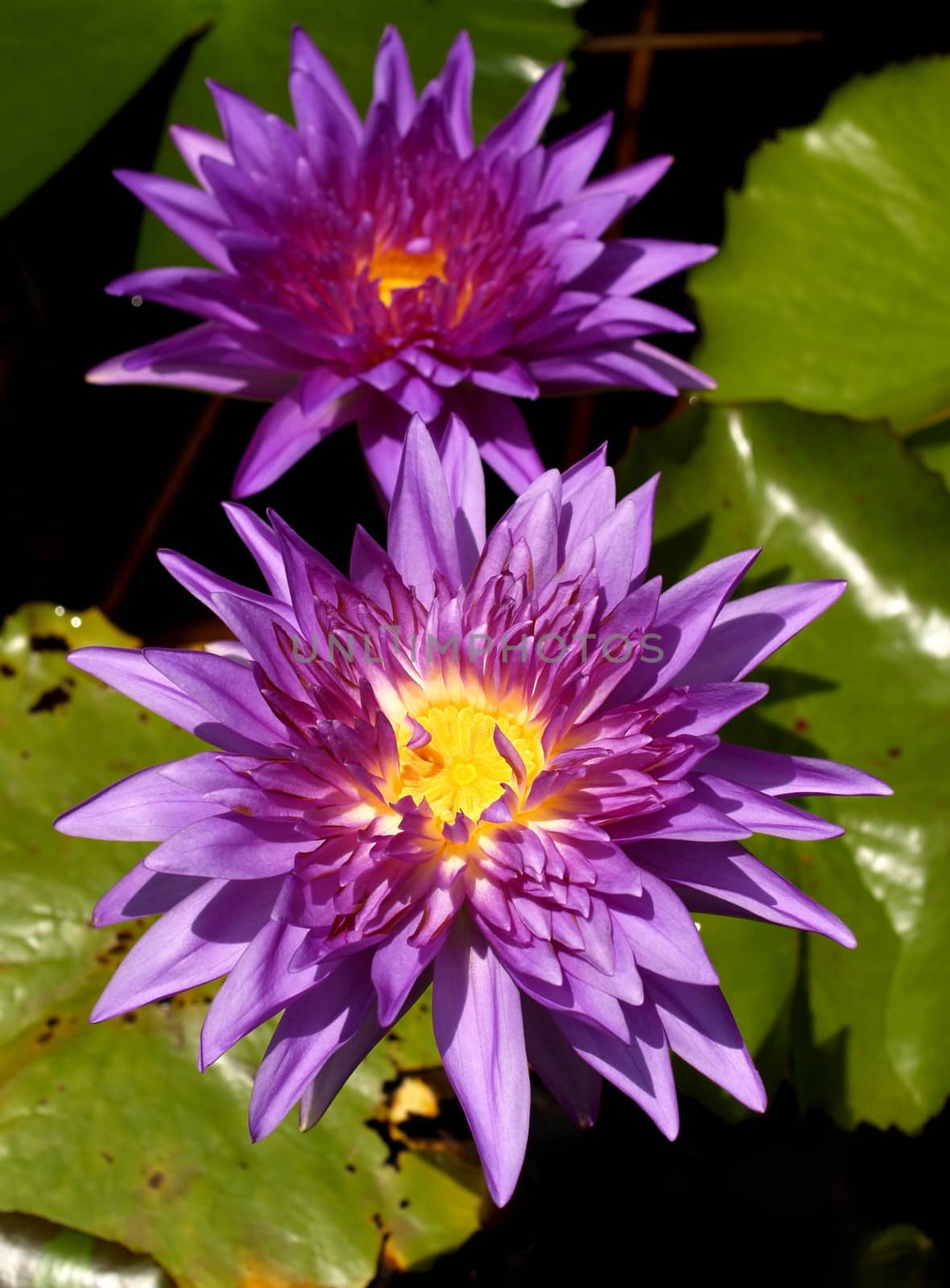 image of a lotus flower