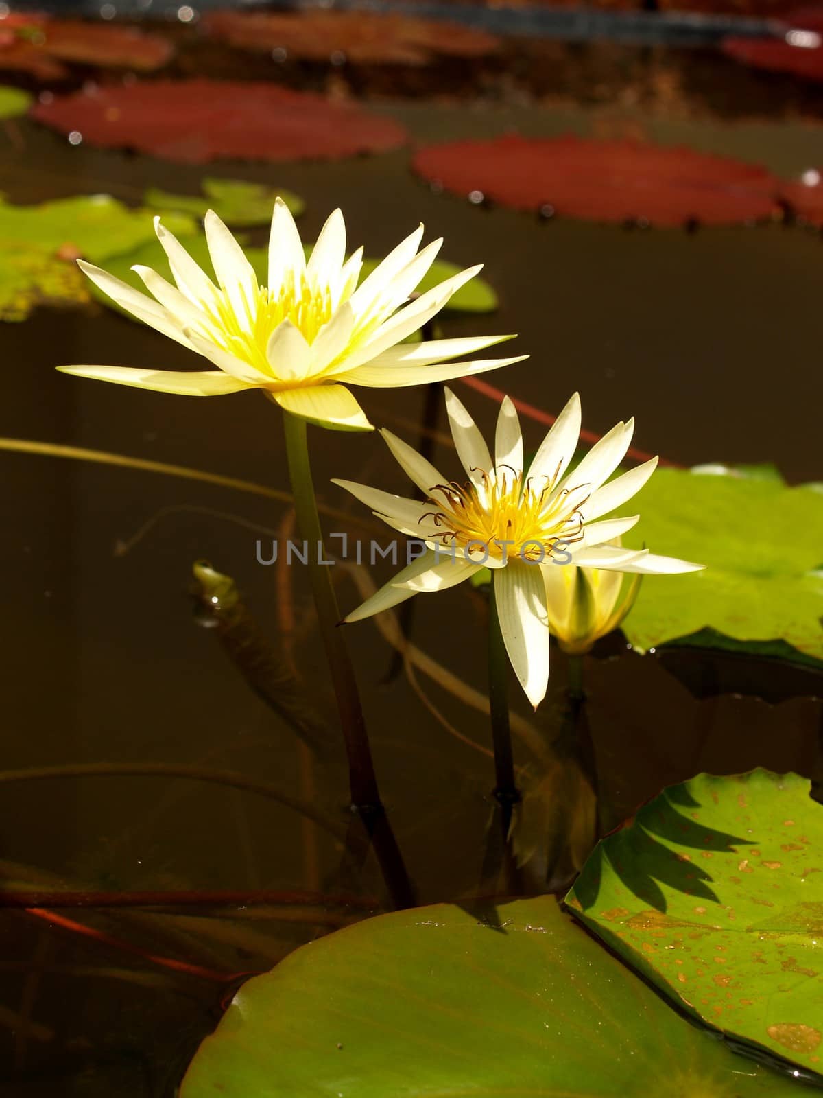 image of a lotus flower by kiddaikiddee