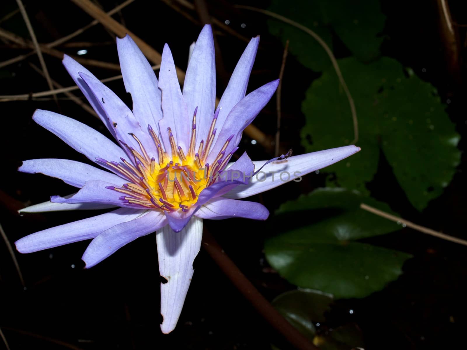 image of a lotus flower