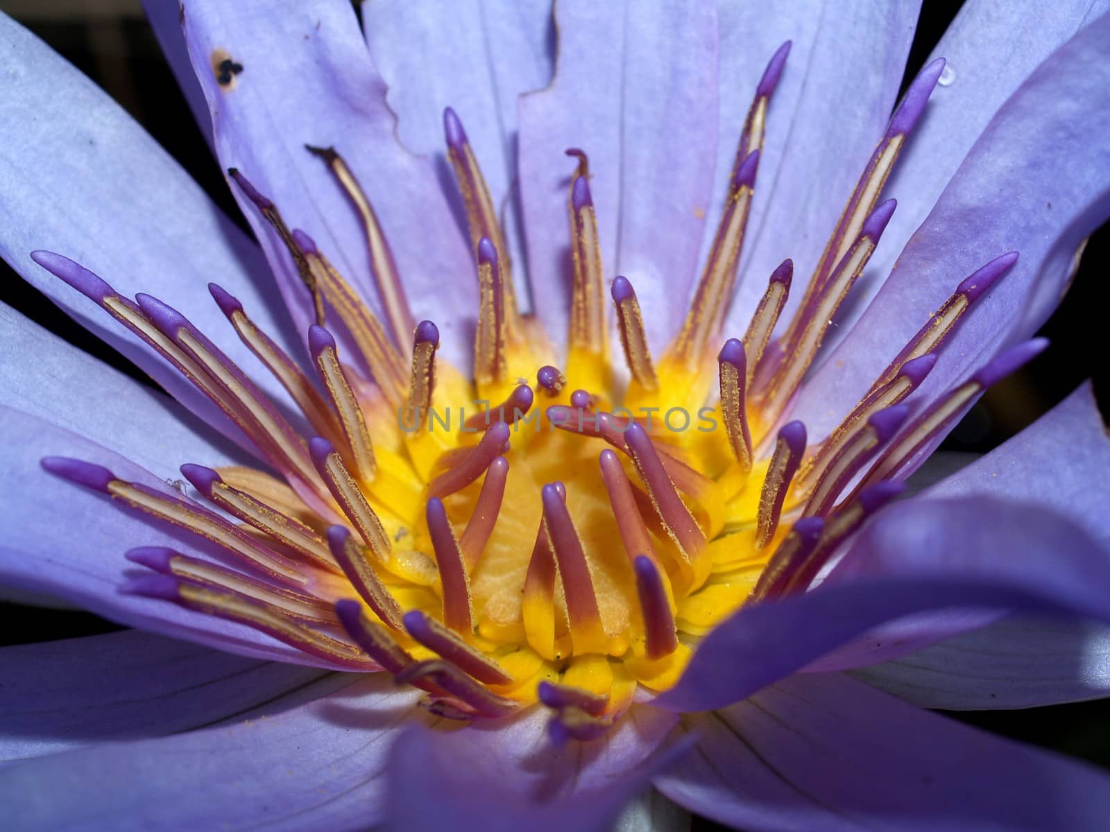 image of a lotus flower