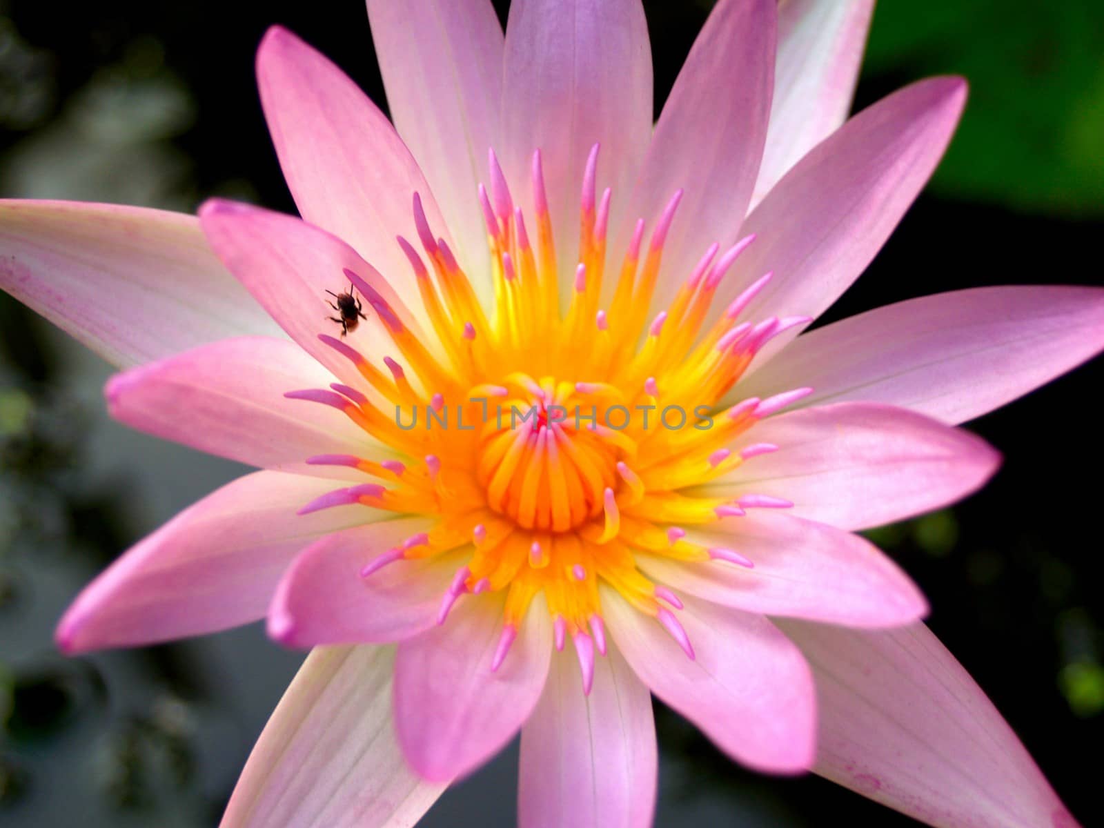 image of a lotus flower