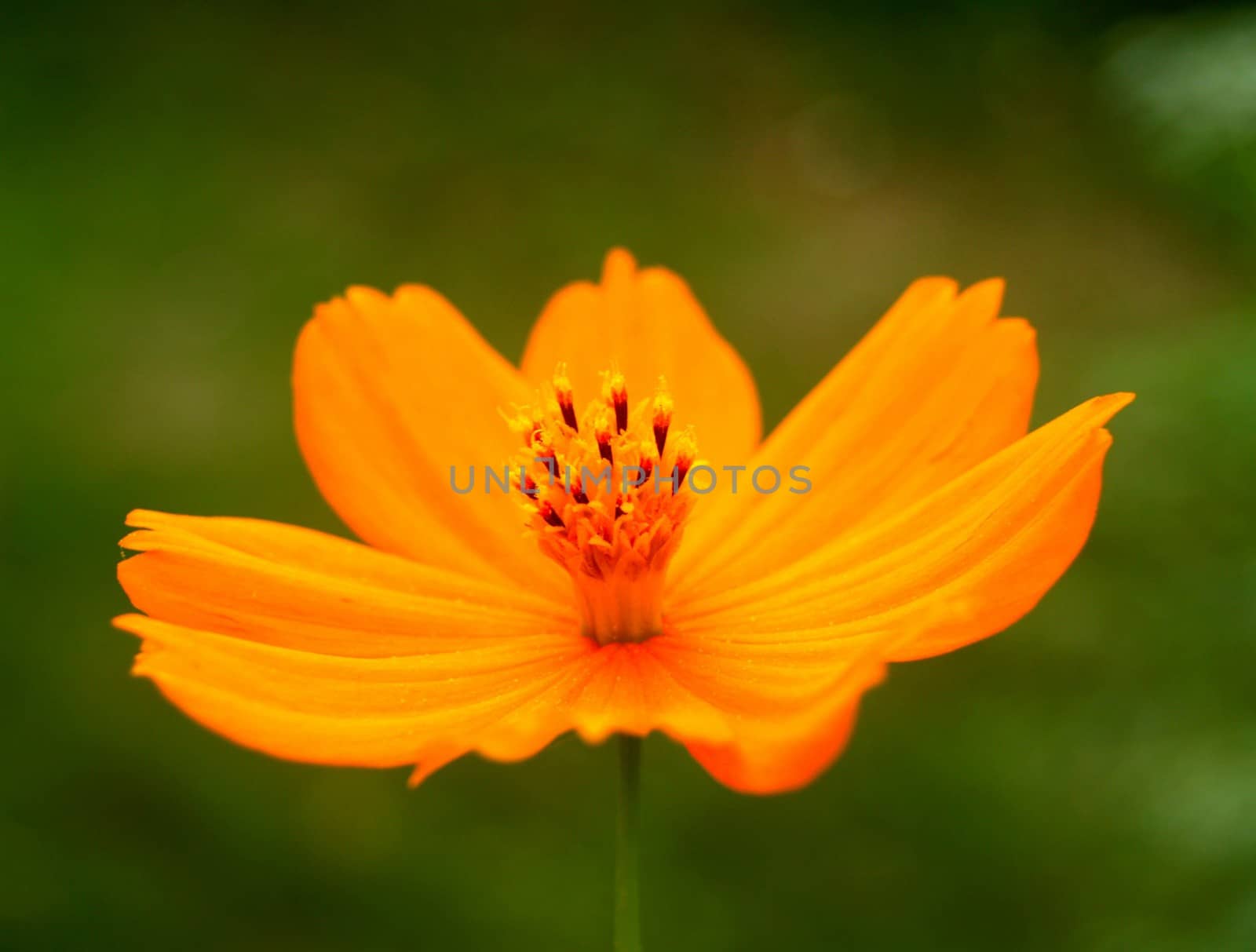 image of a lotus flower