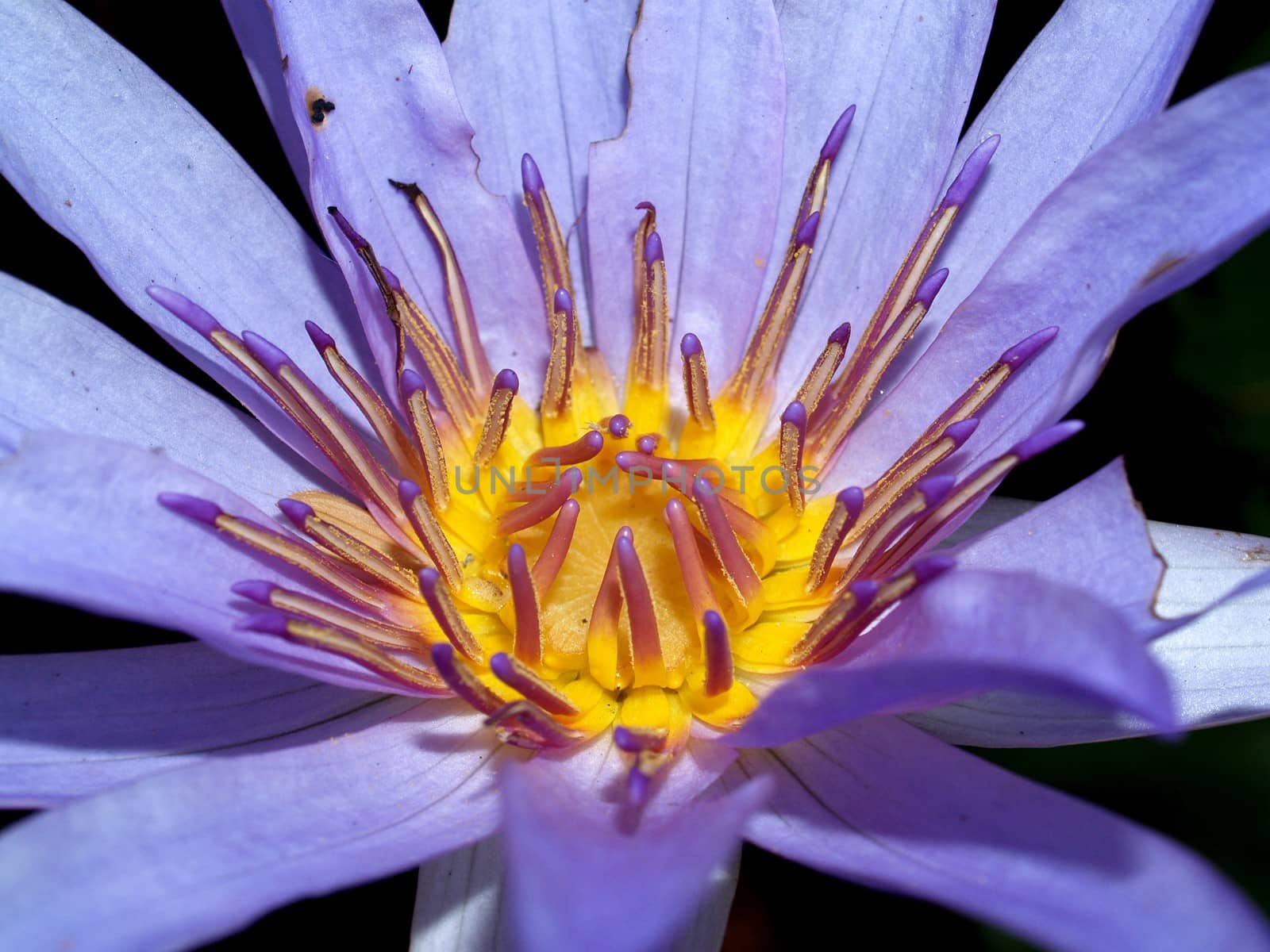 image of a lotus flower