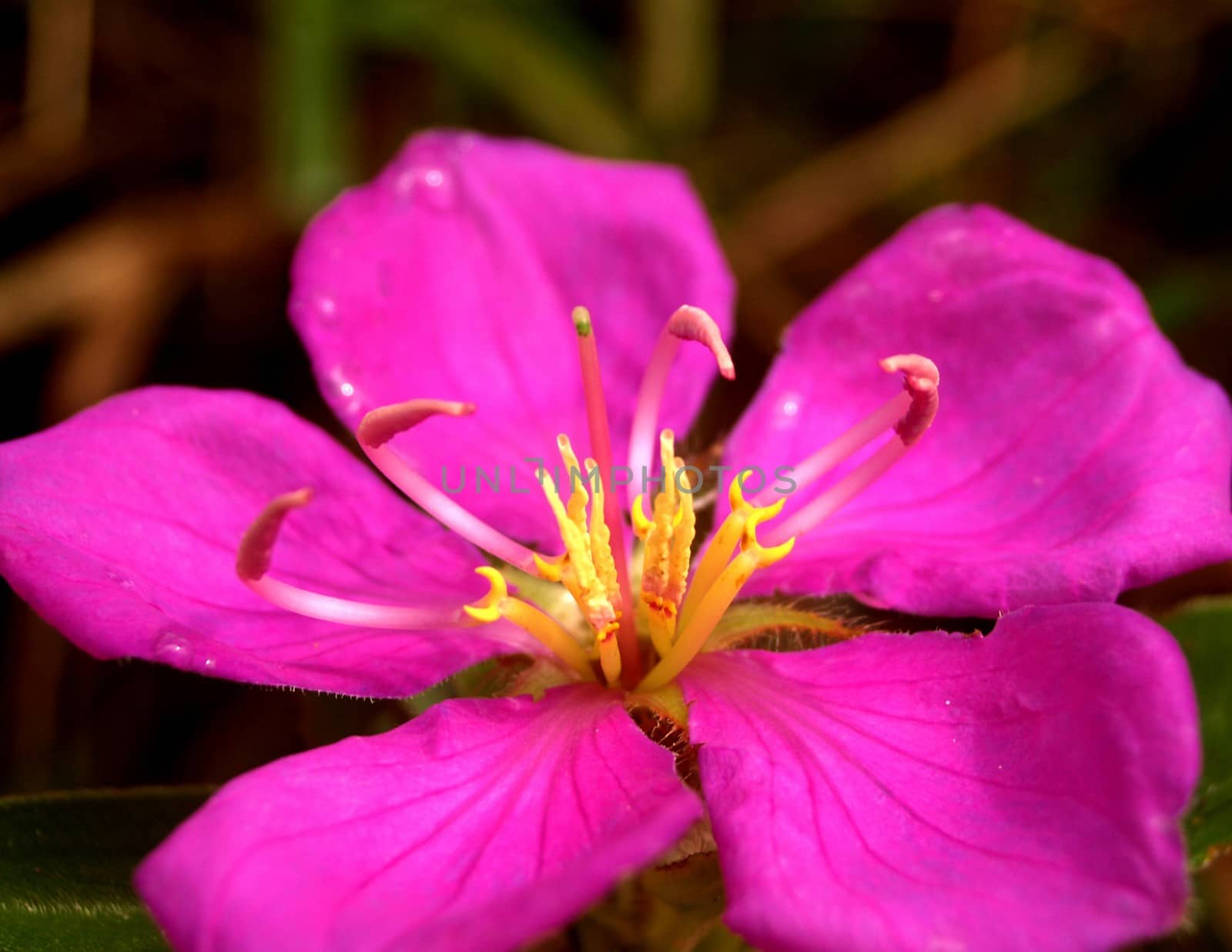 image of a lotus flower