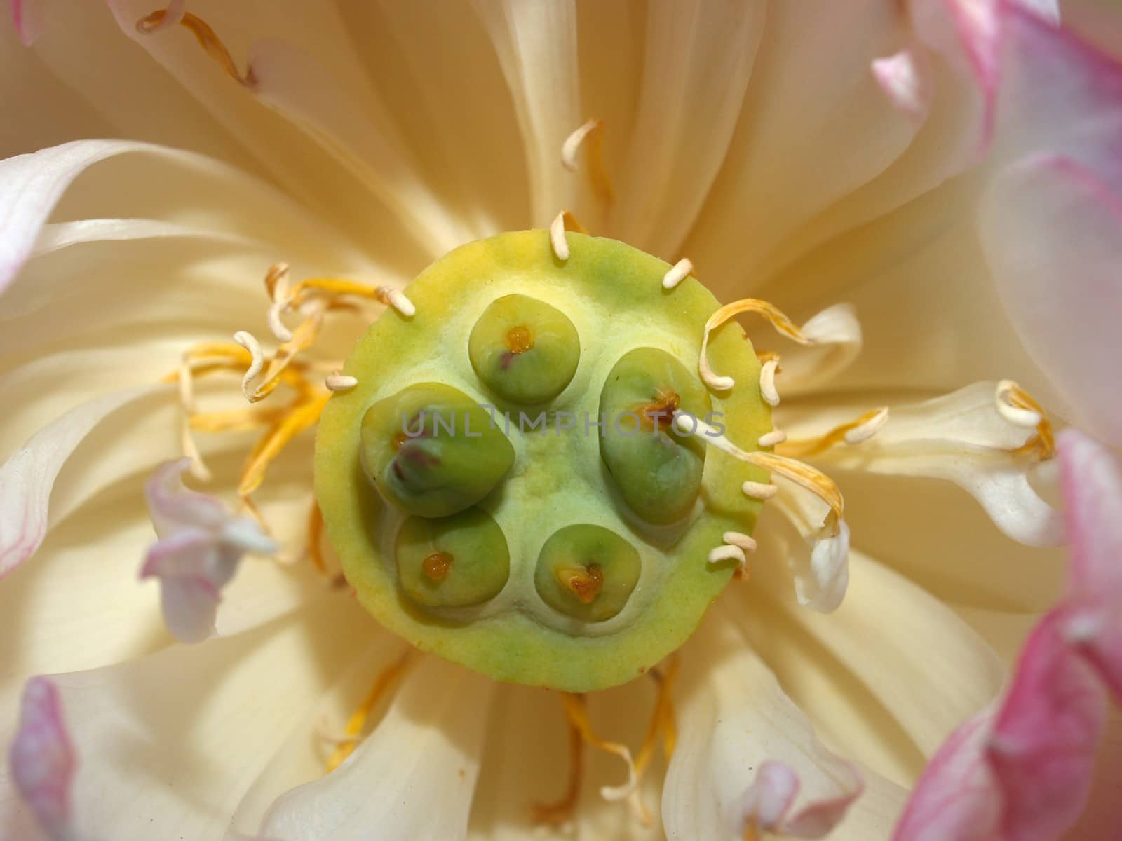 image of a lotus flower