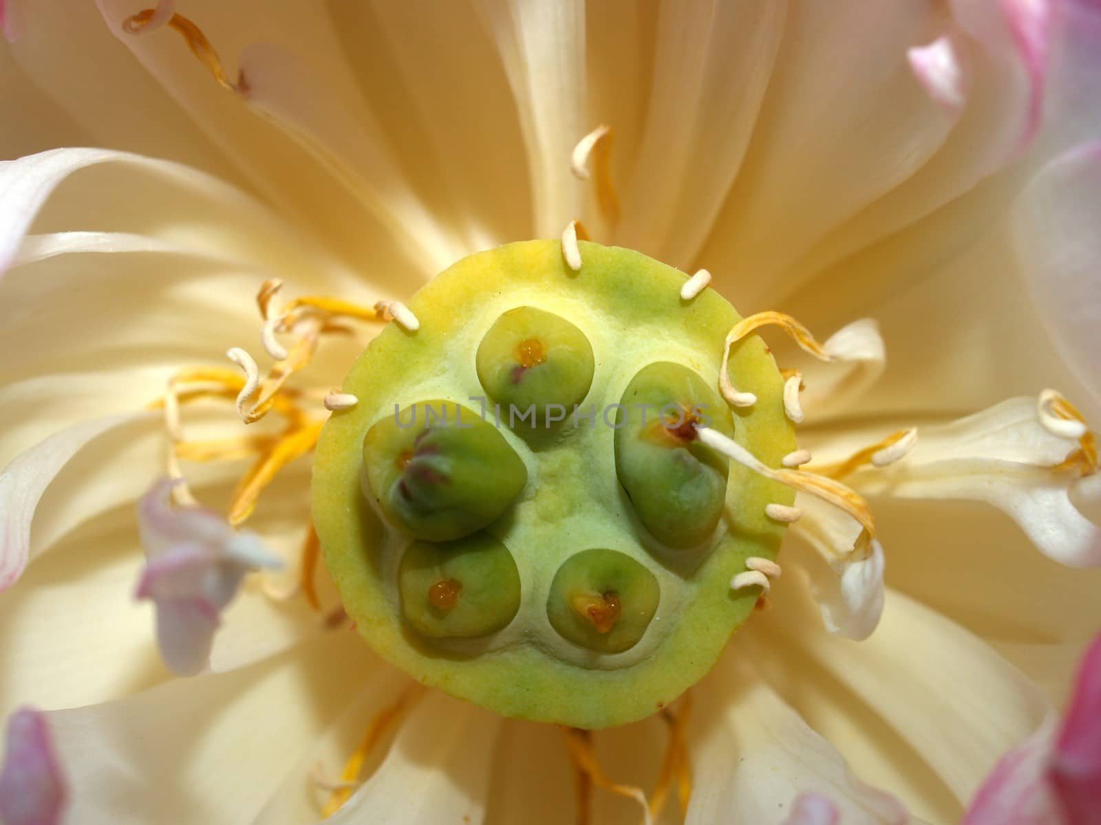 image of a lotus flower