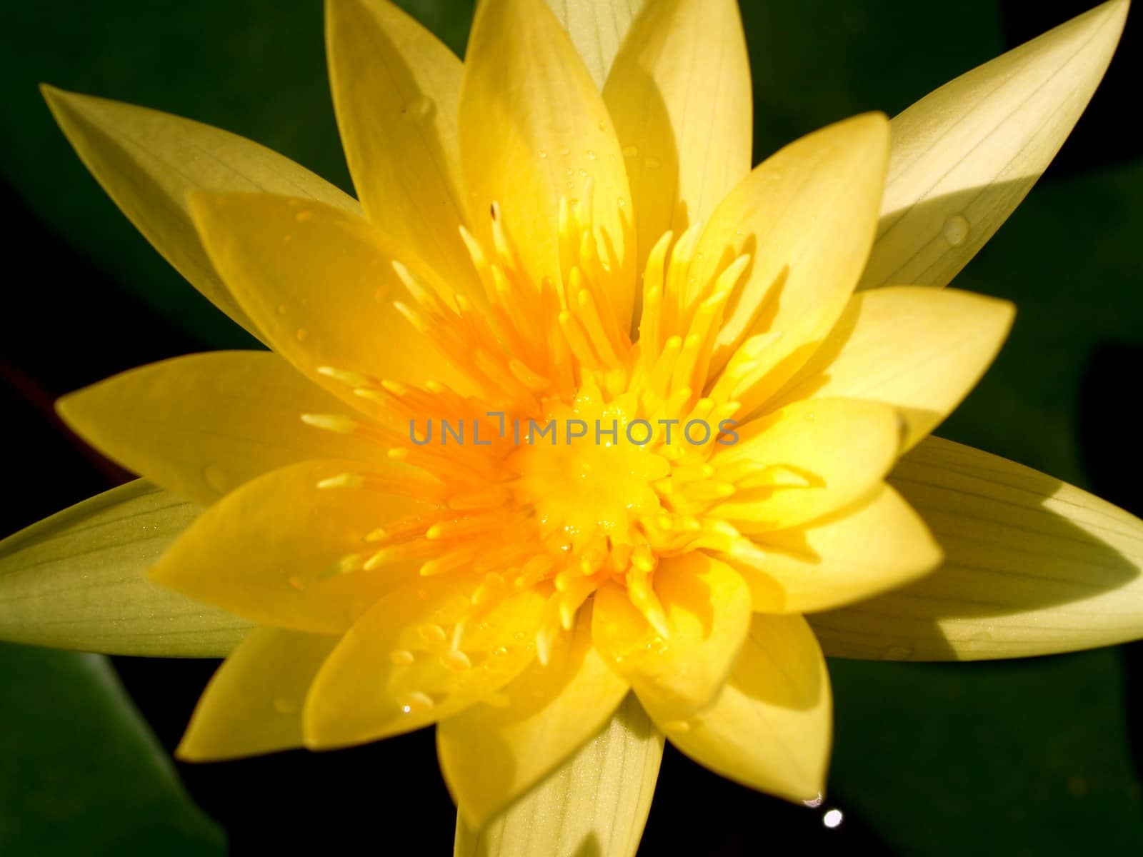 image of a lotus flower