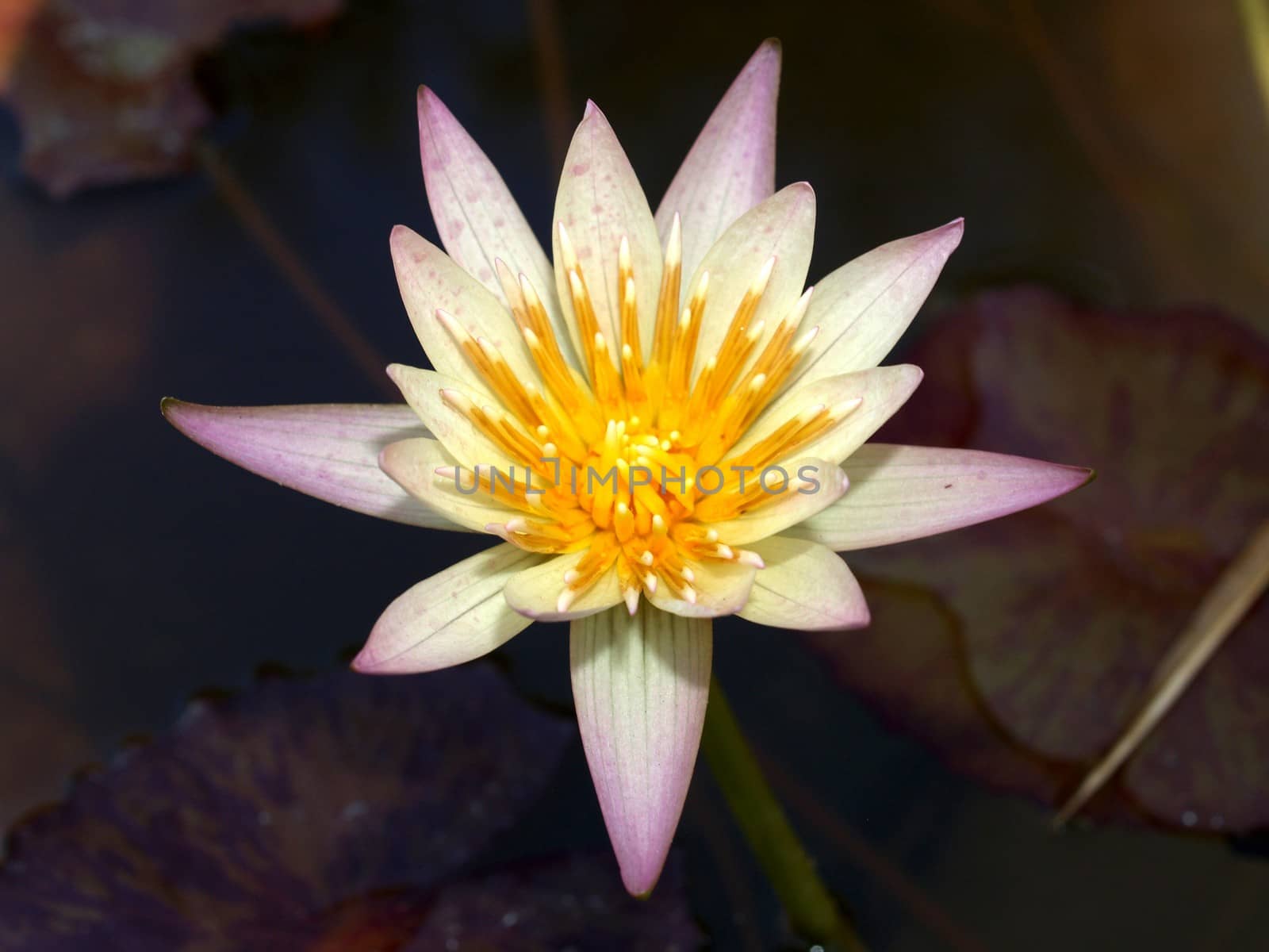 image of a lotus flower