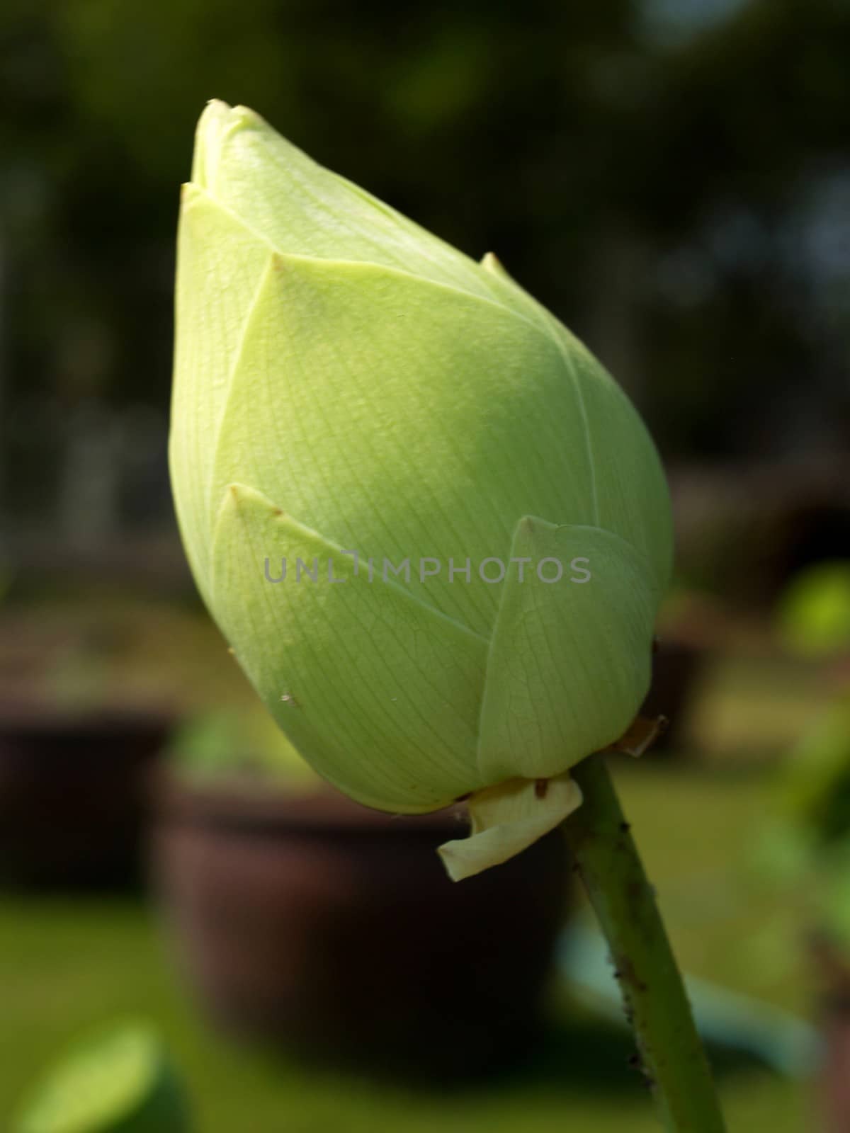 image of a lotus flower by kiddaikiddee