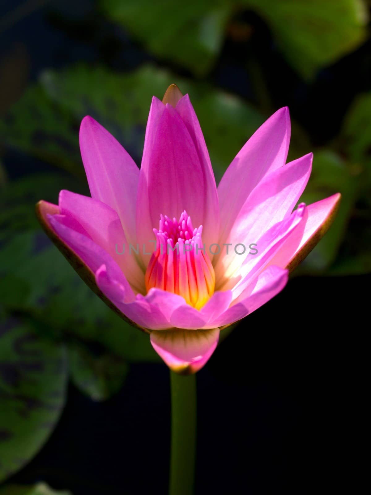 image of a lotus flower by kiddaikiddee
