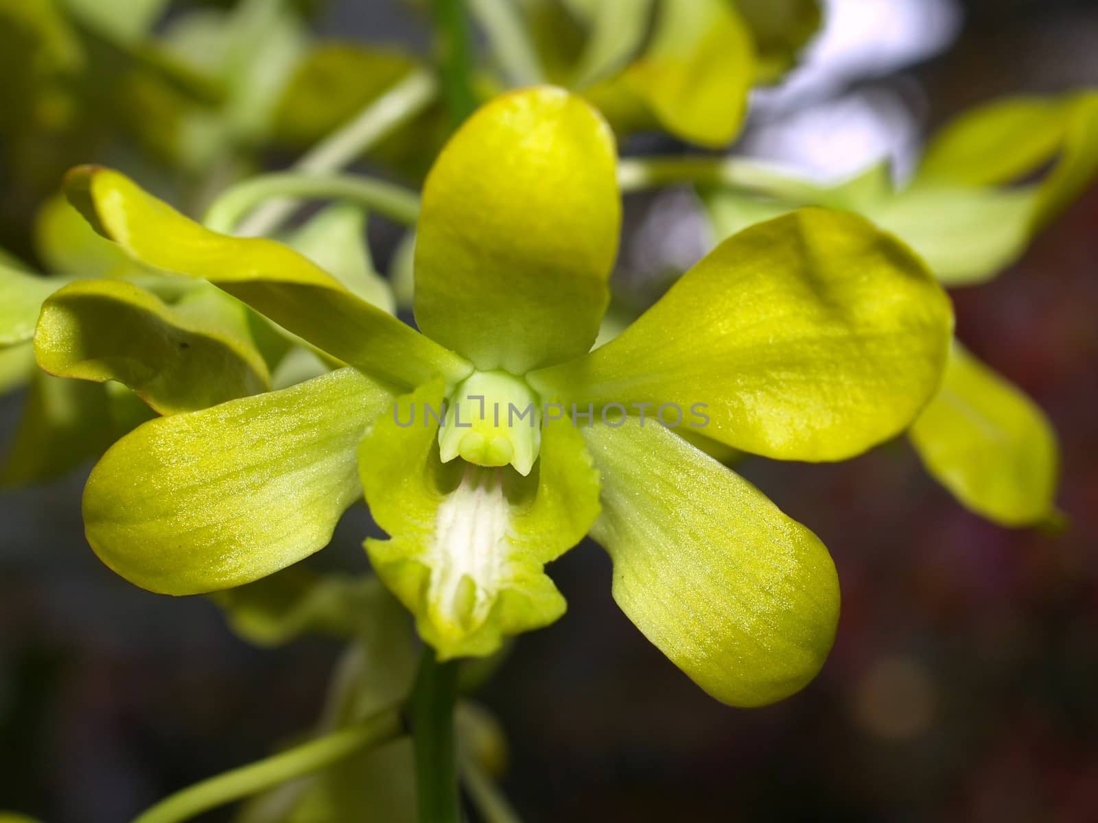 Collection of orchid flower