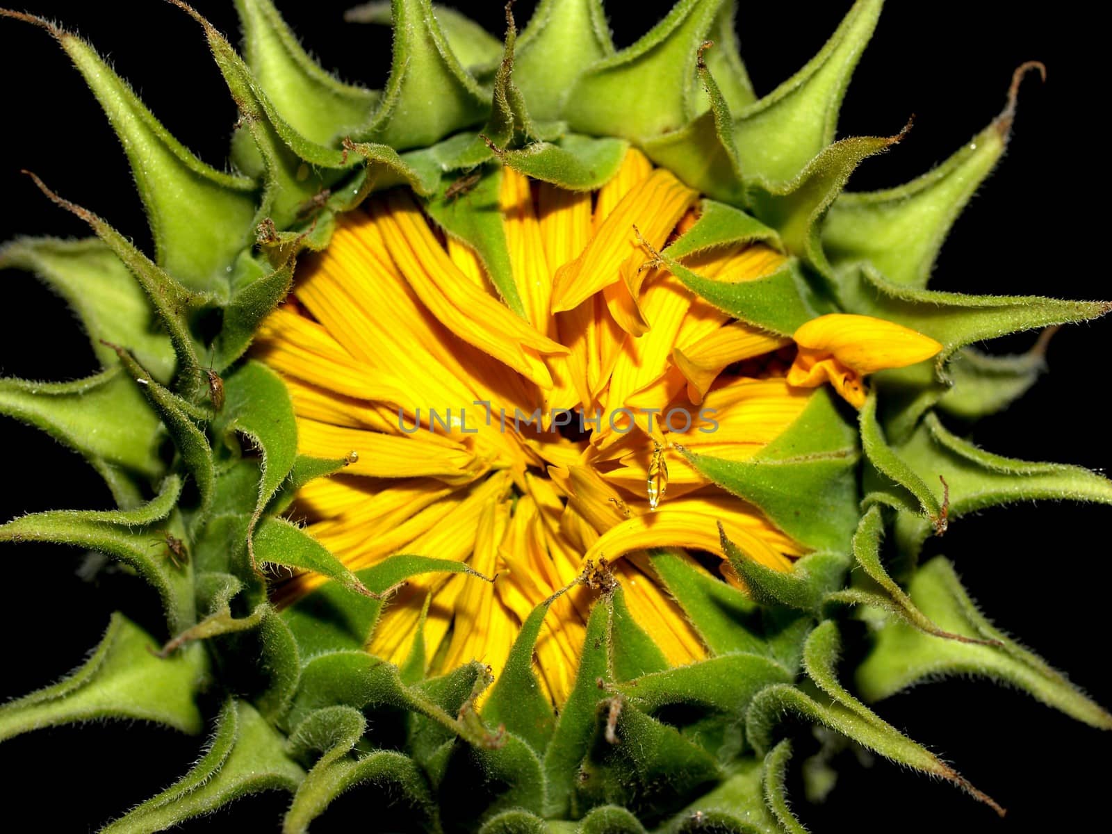 image  Sunflower field