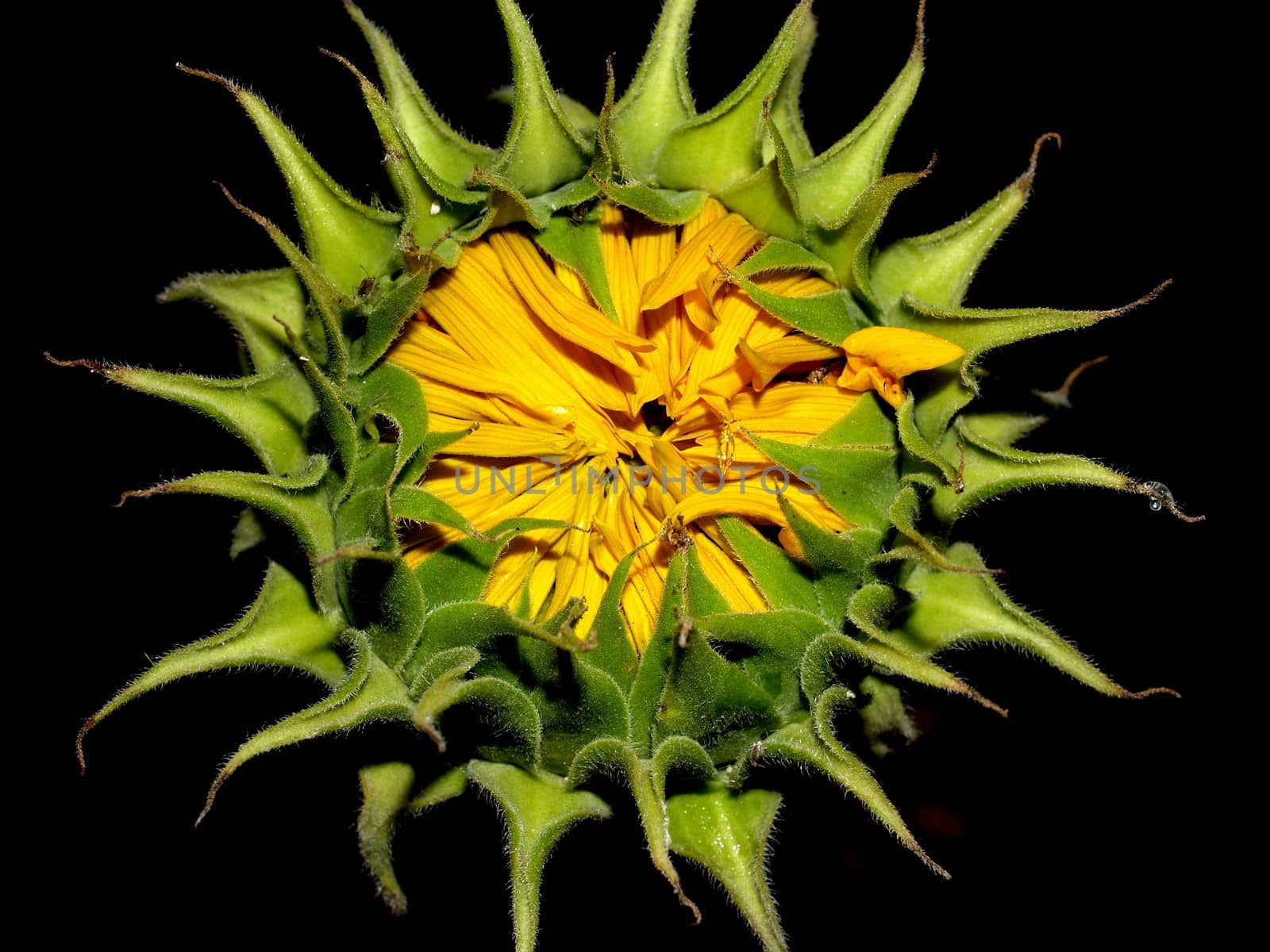 image  Sunflower field