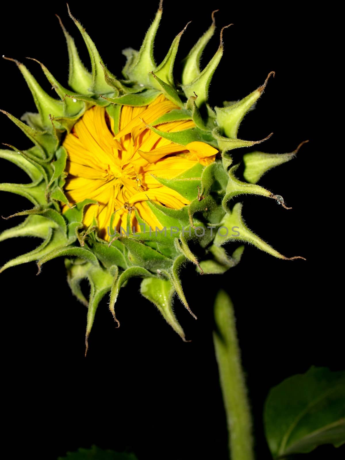 image  Sunflower field