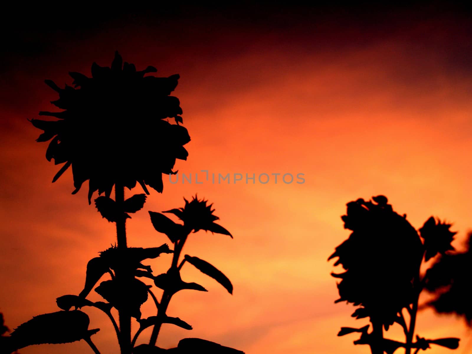 image  Sunflower field