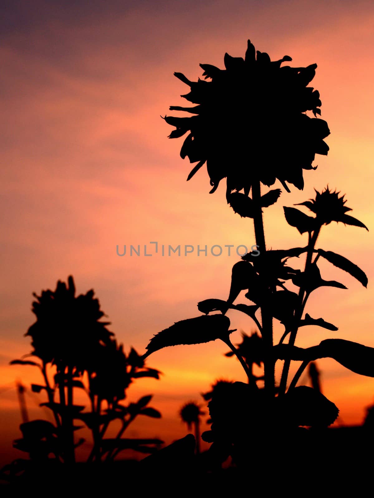 image  Sunflower field by kiddaikiddee