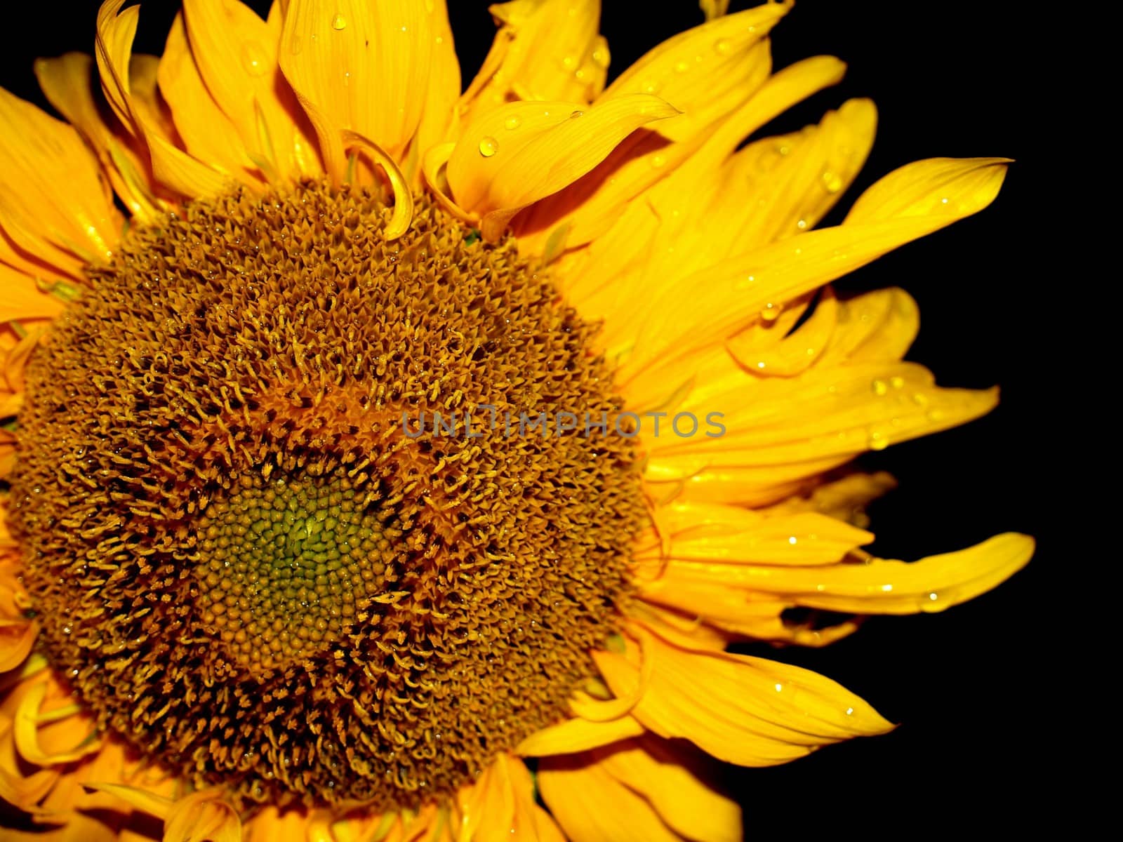 image  Sunflower field