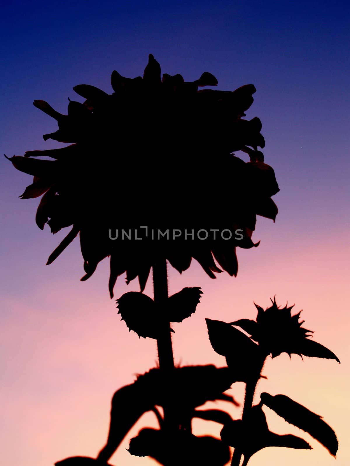 image  Sunflower field