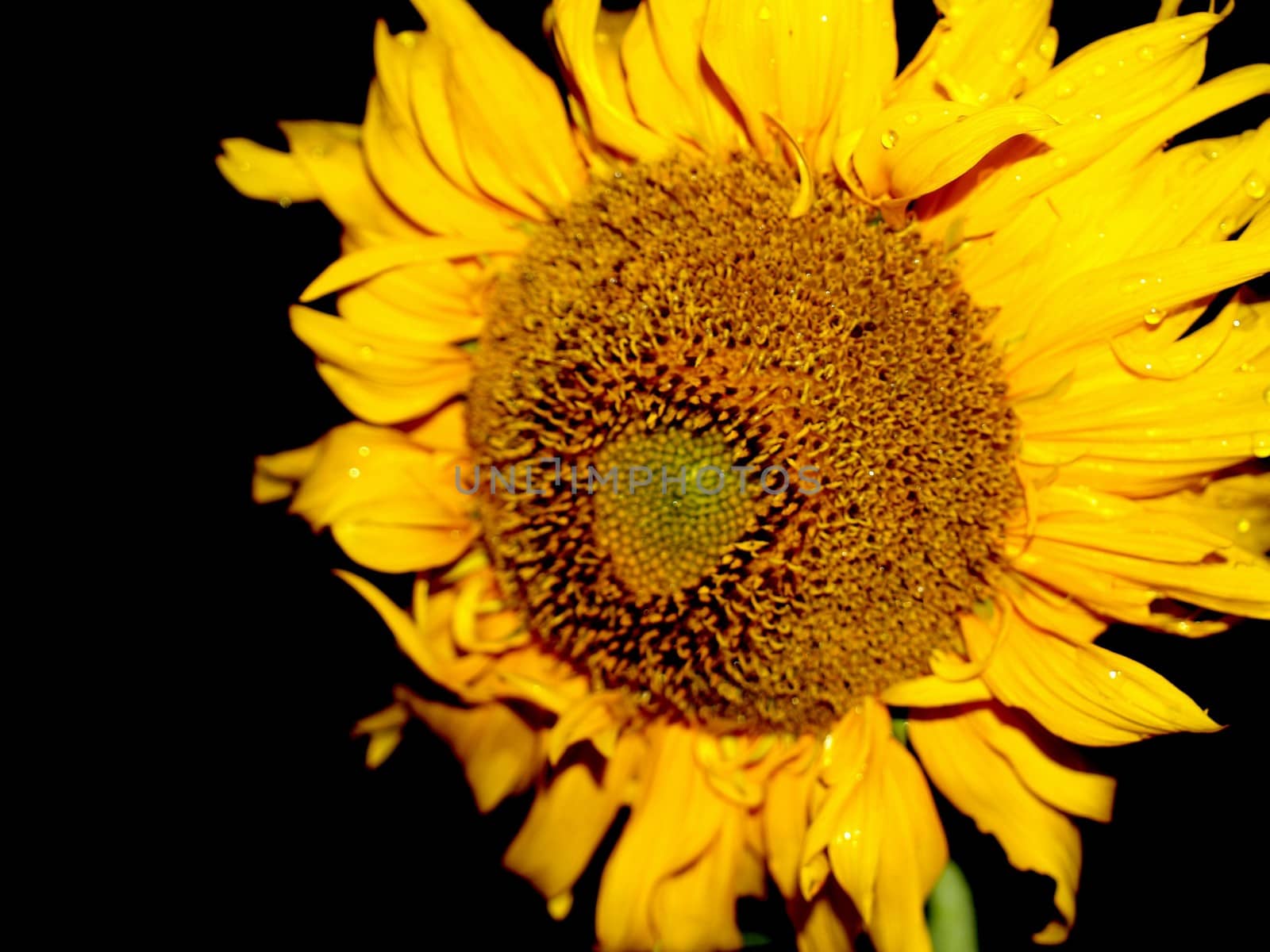 image  Sunflower field by kiddaikiddee