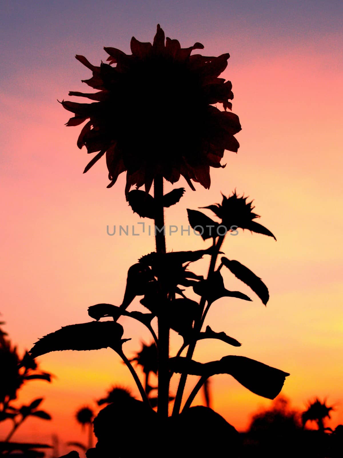 image  Sunflower field by kiddaikiddee