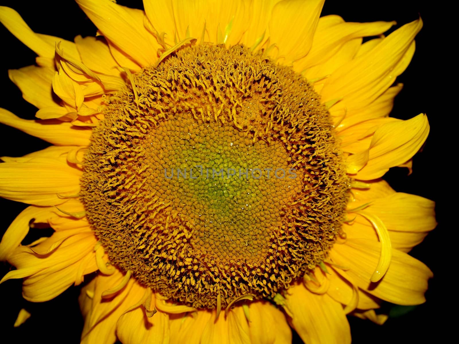 image  Sunflower field by kiddaikiddee