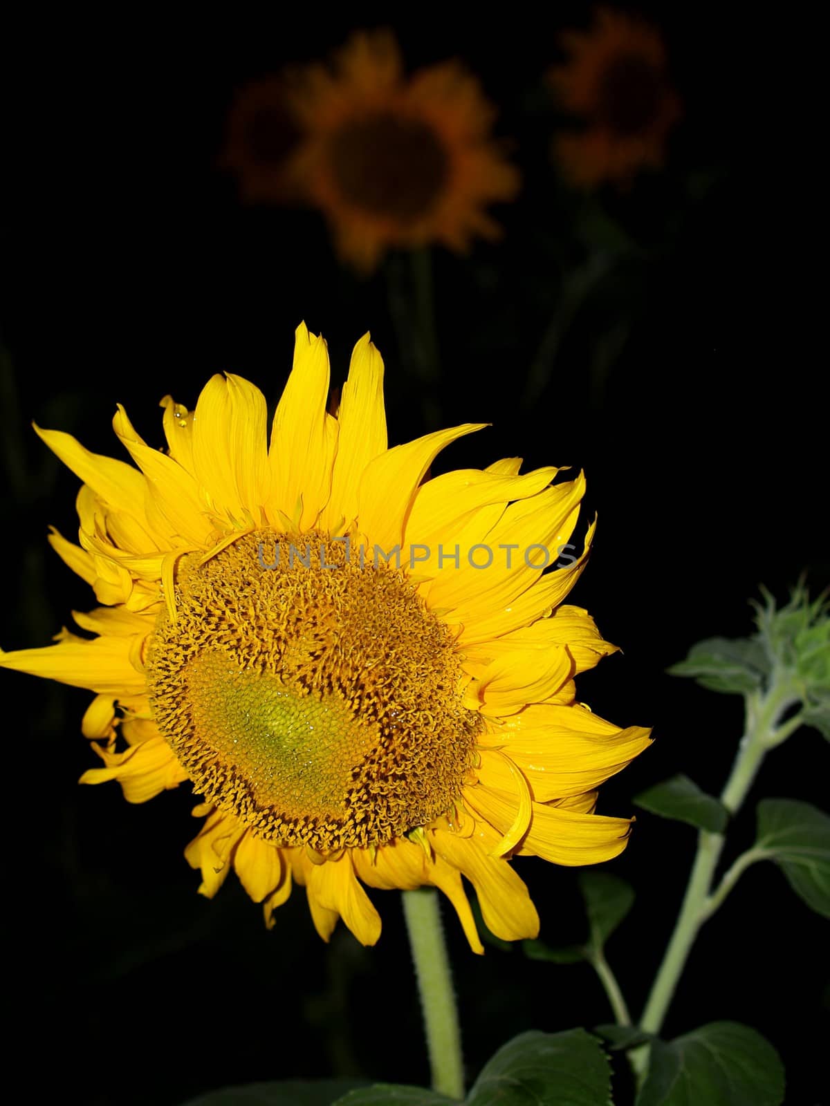 image  Sunflower field by kiddaikiddee