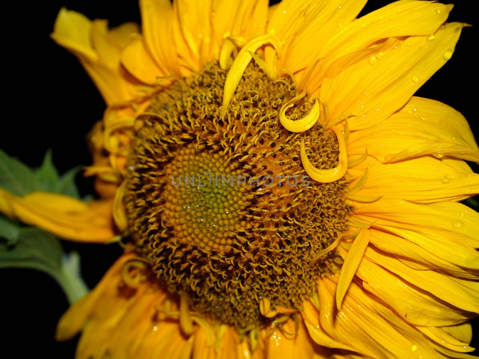 image  Sunflower field