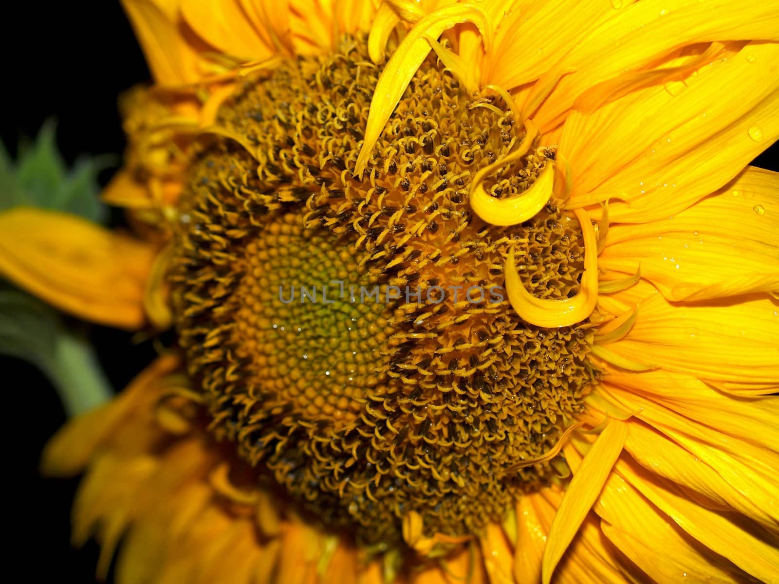 image  Sunflower field