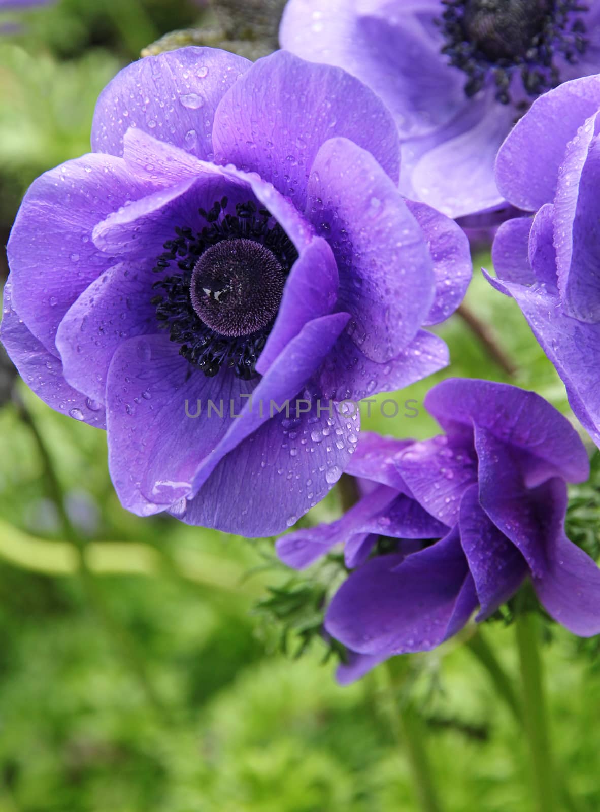 Lilac poppies with water drops on a green field in spring