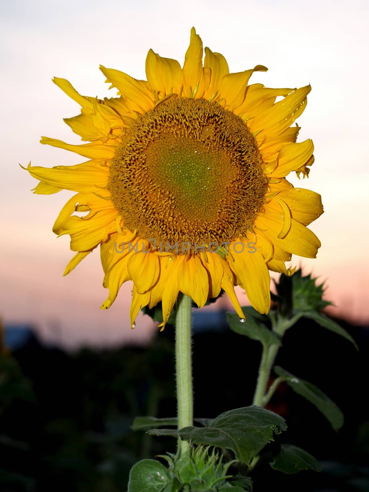 image  Sunflower field by kiddaikiddee