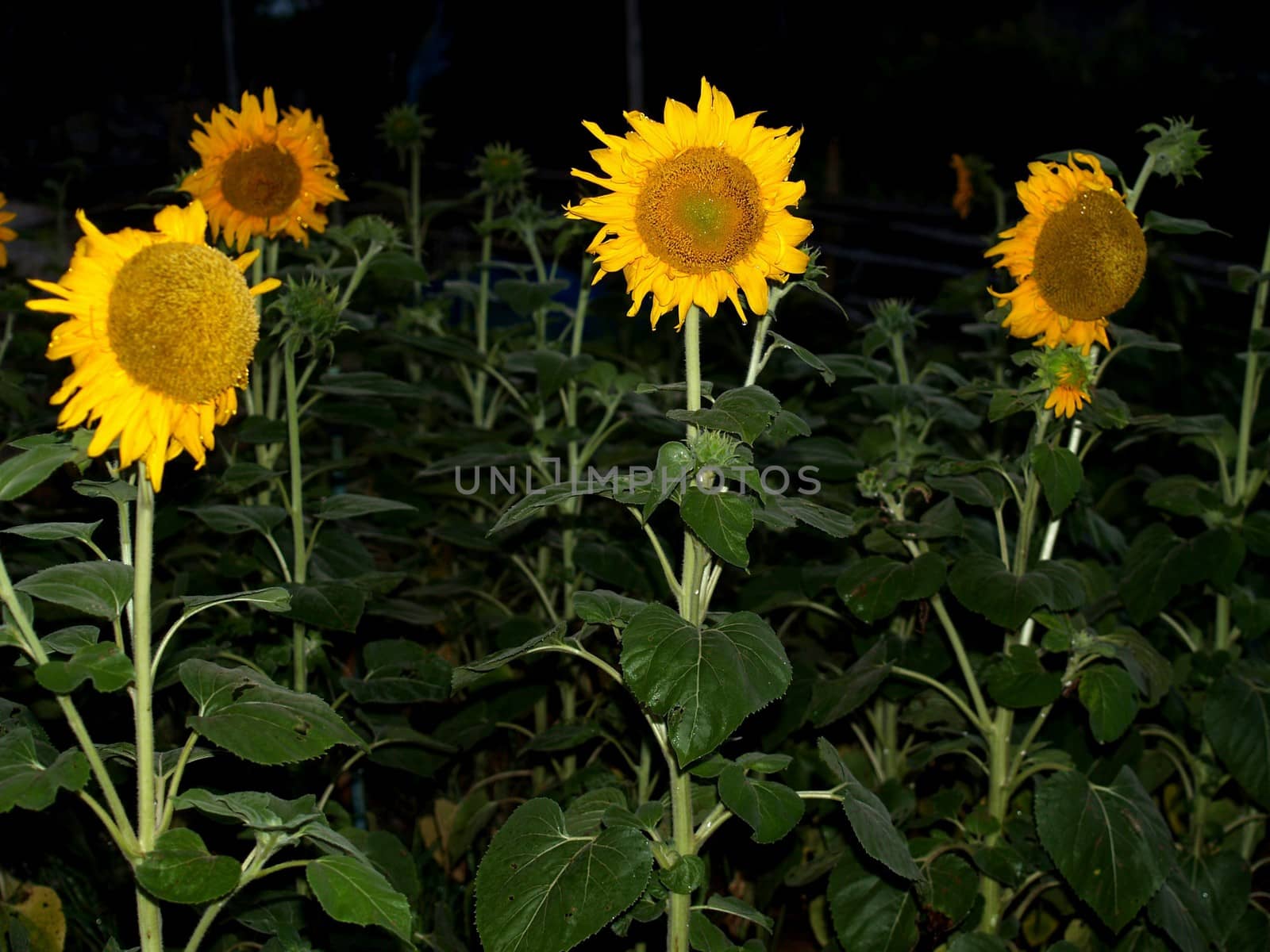 image  Sunflower field by kiddaikiddee