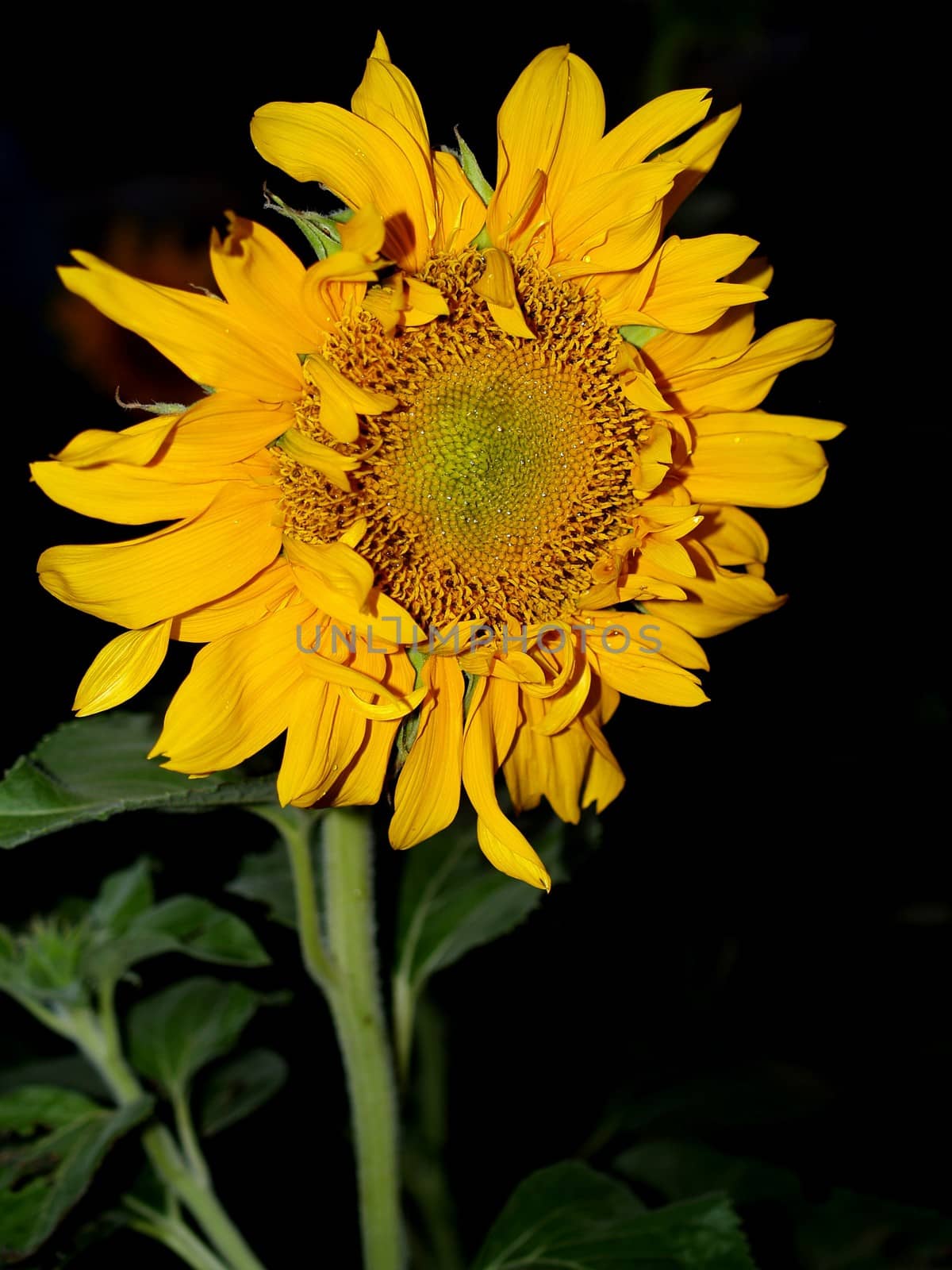 image  Sunflower field by kiddaikiddee