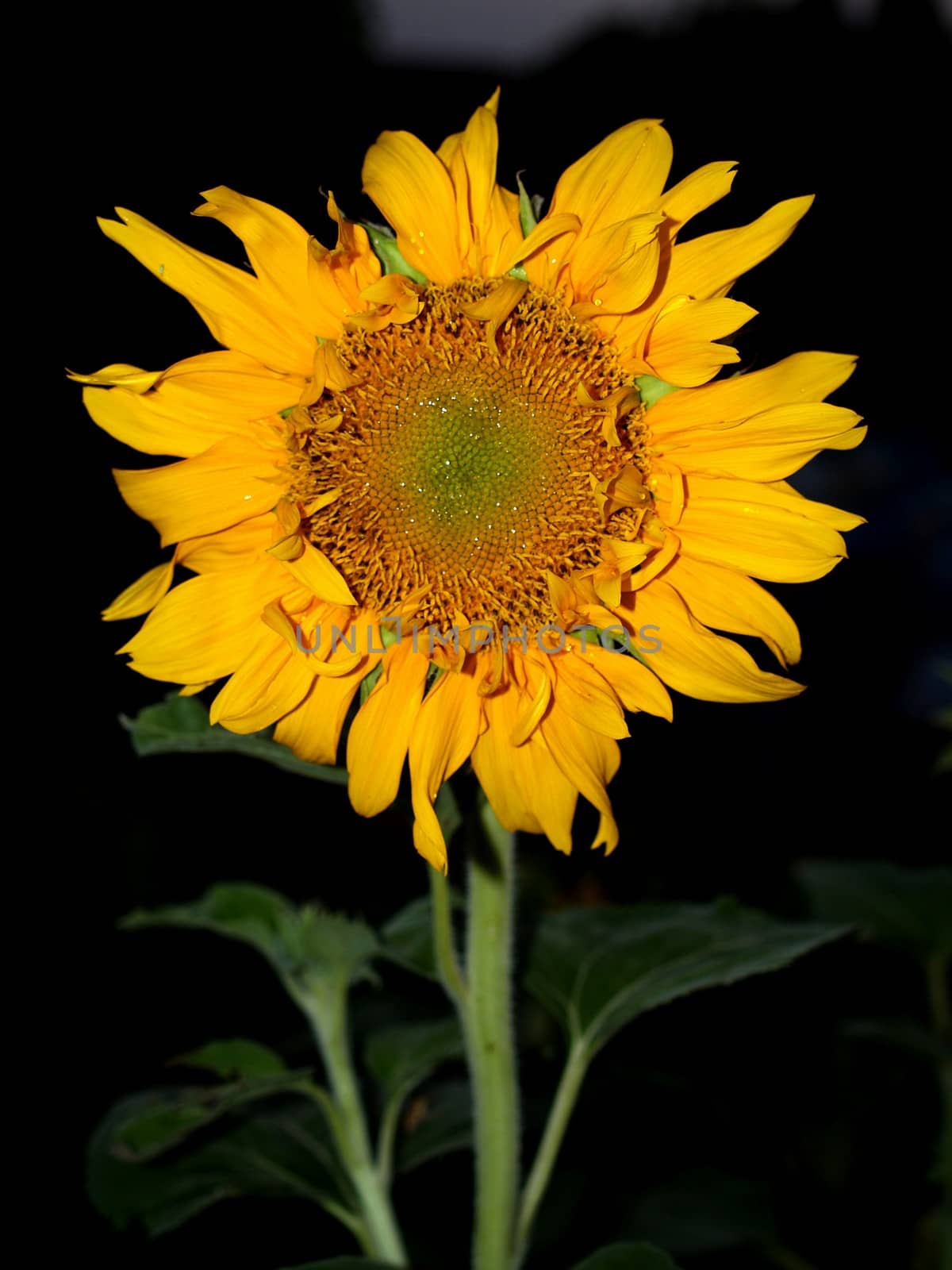 image  Sunflower field by kiddaikiddee