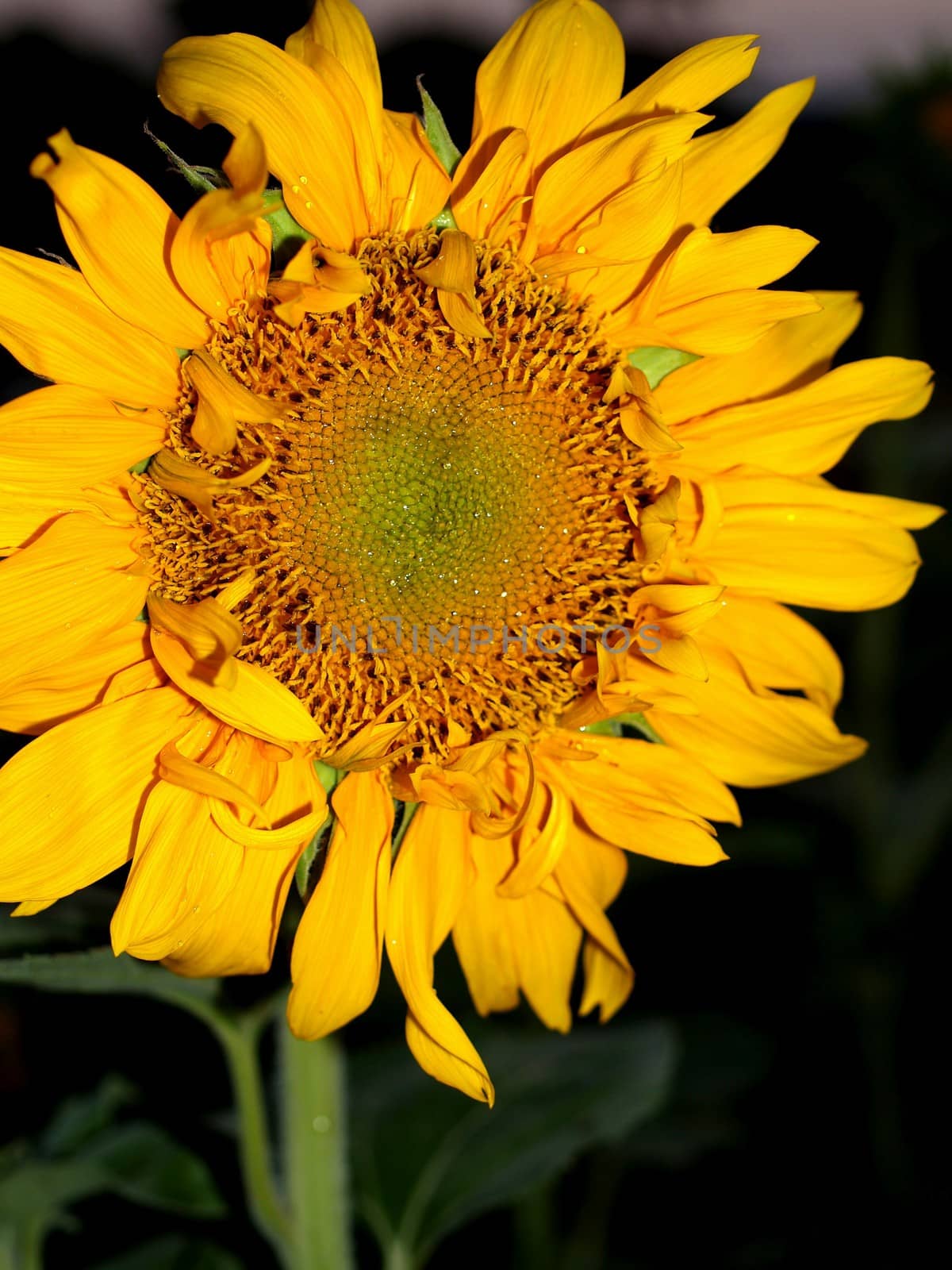 image  Sunflower field