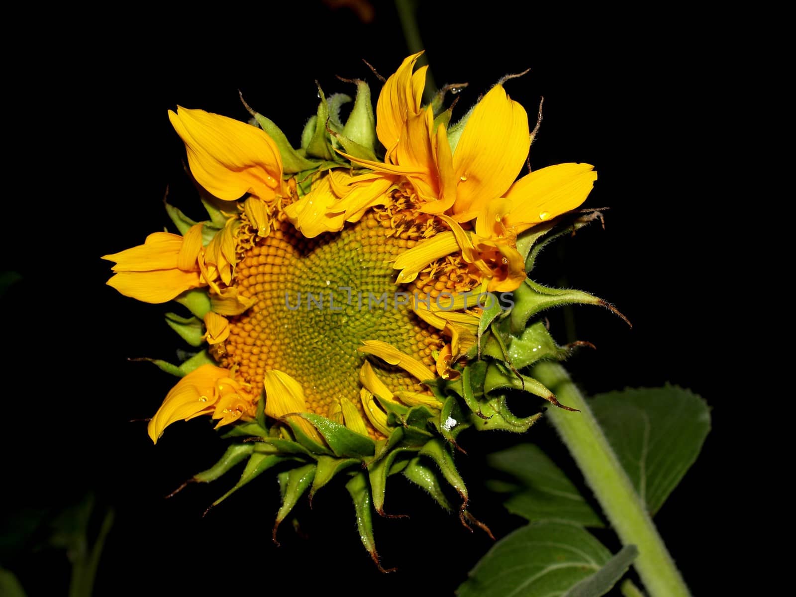 image  Sunflower field by kiddaikiddee