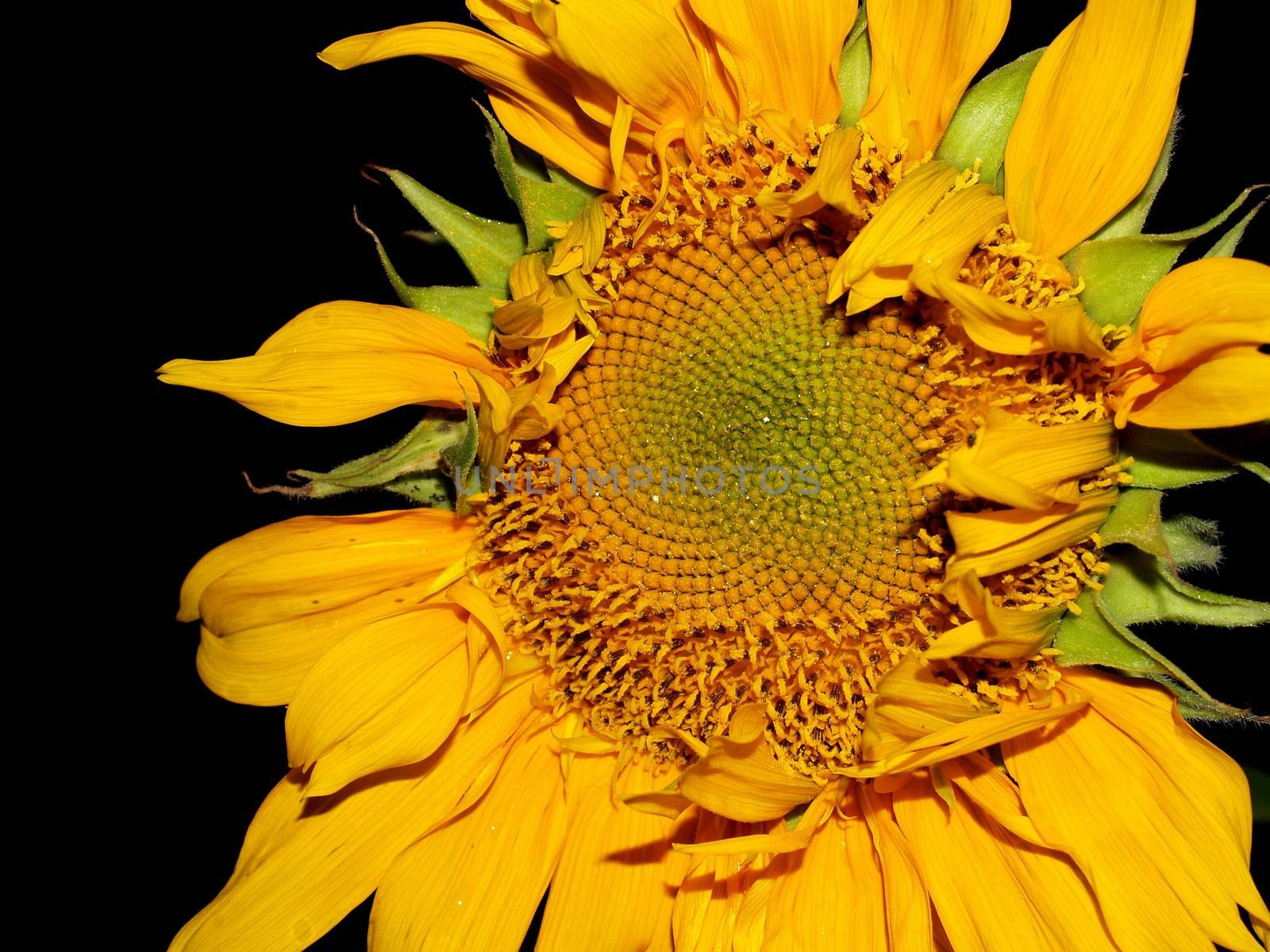 image  Sunflower field