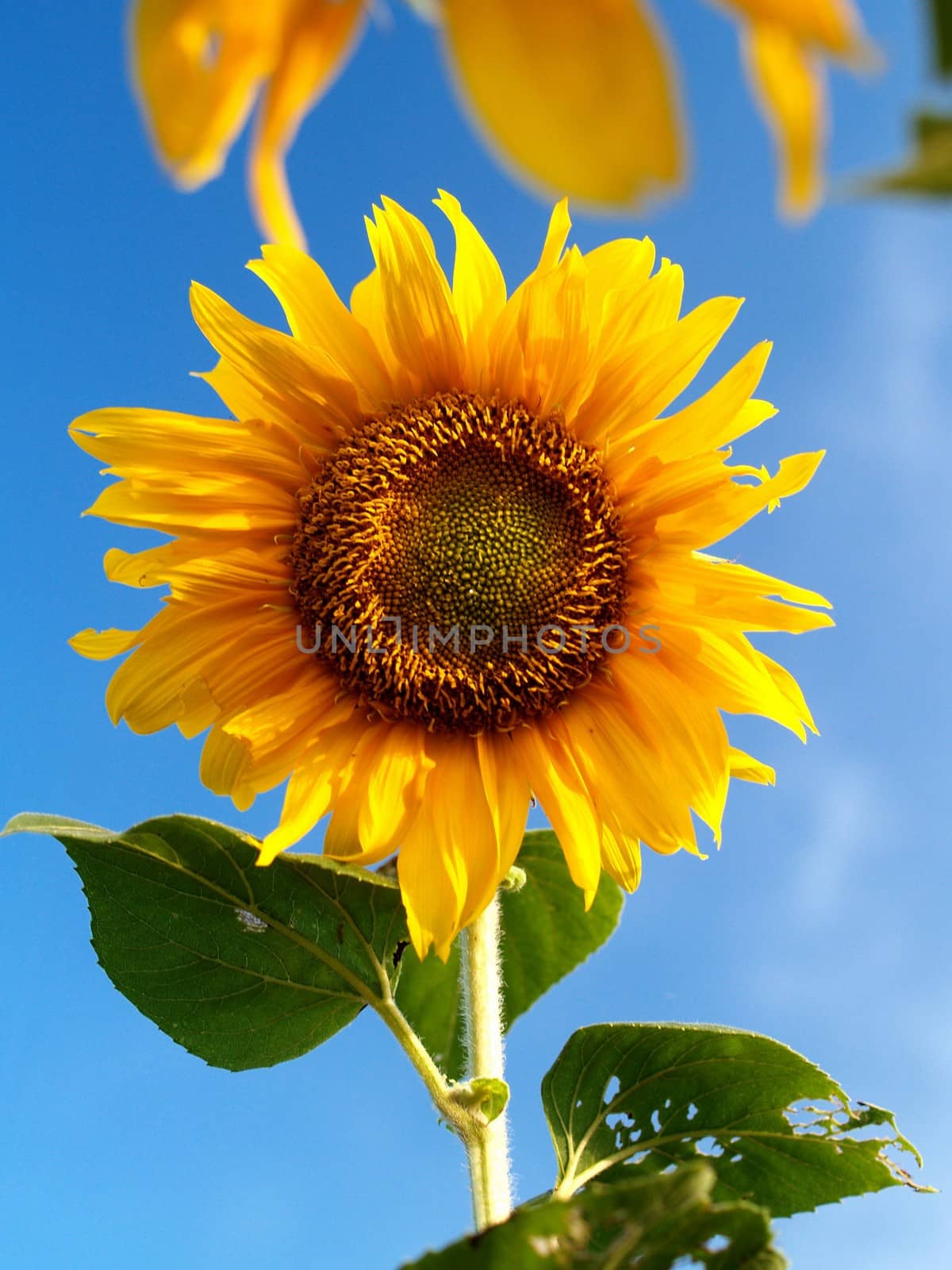 image  Sunflower field by kiddaikiddee