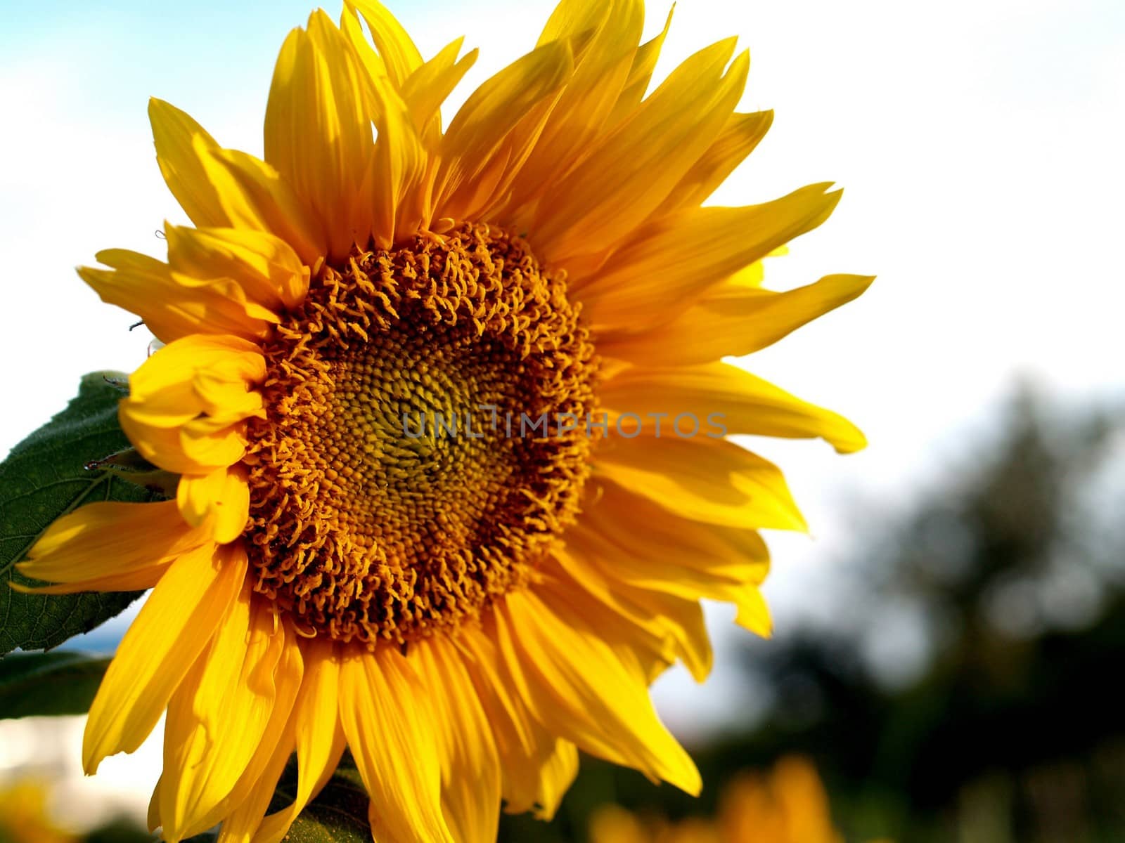 image  Sunflower field