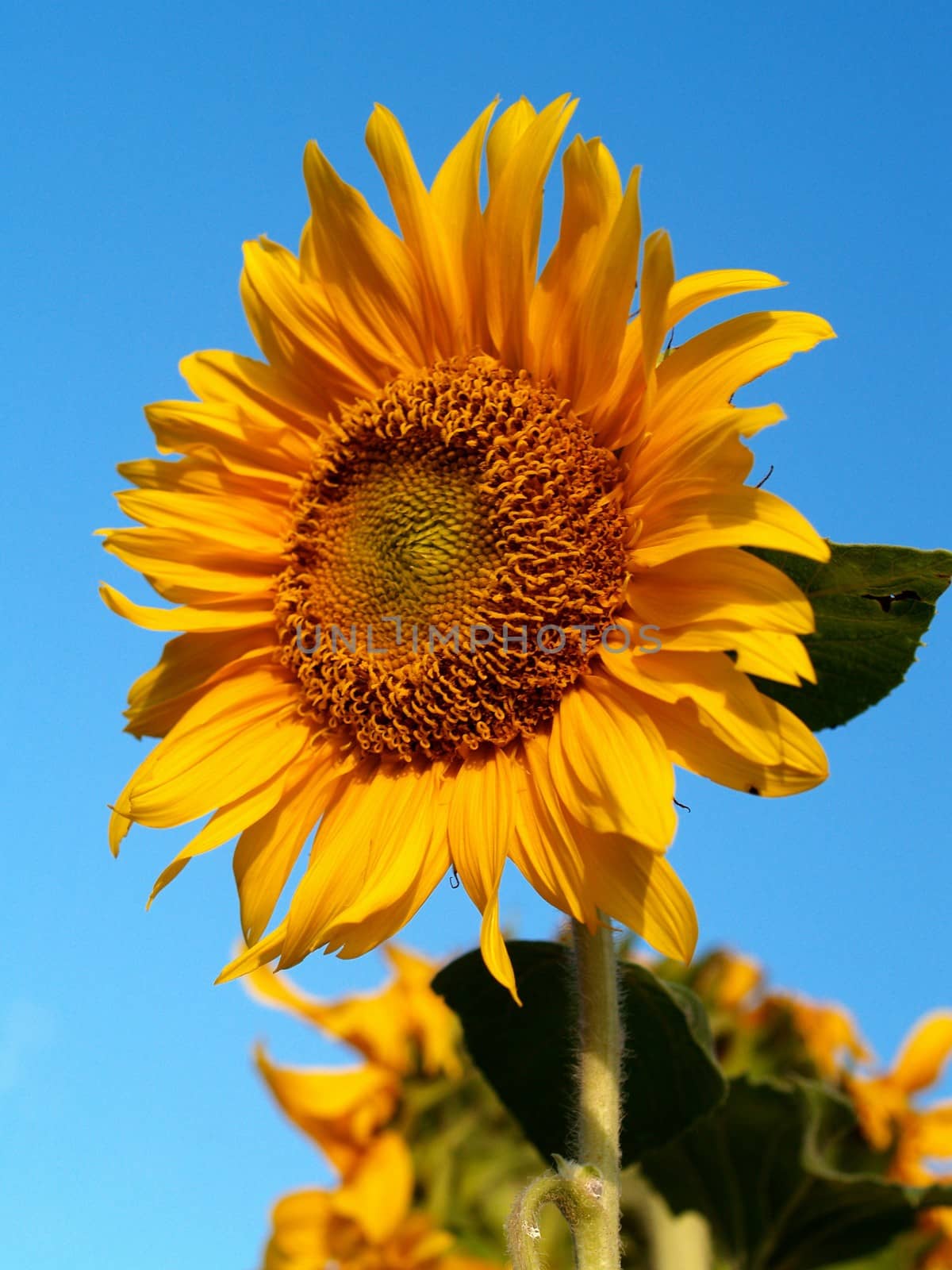 image  Sunflower field