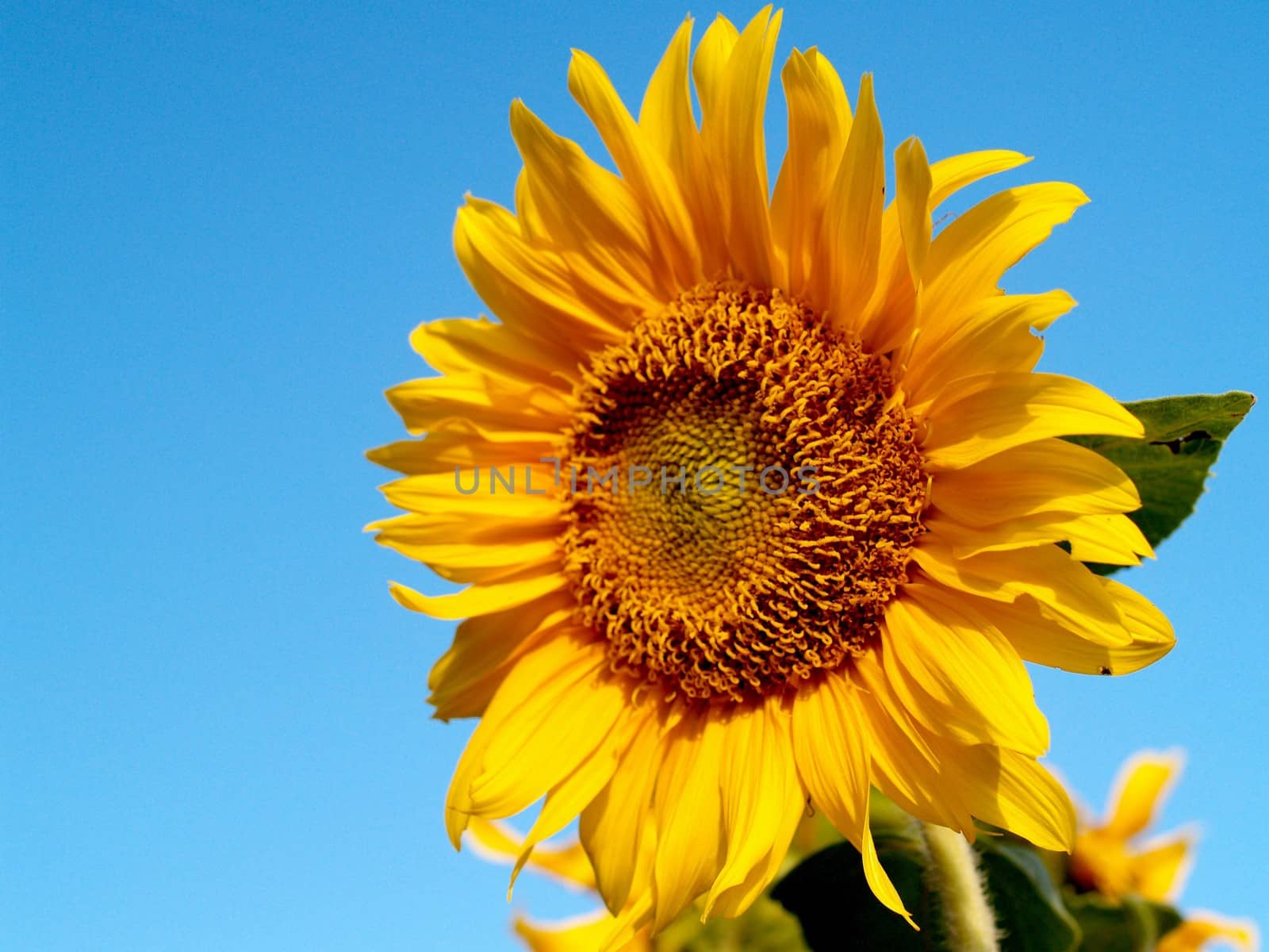 image  Sunflower field