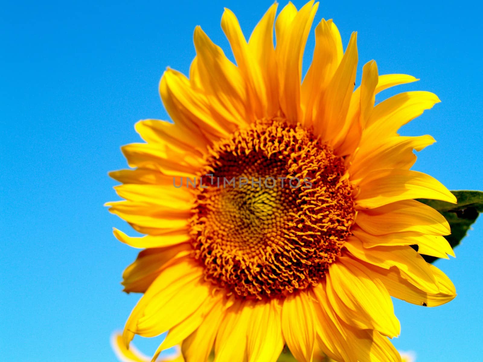 image  Sunflower field