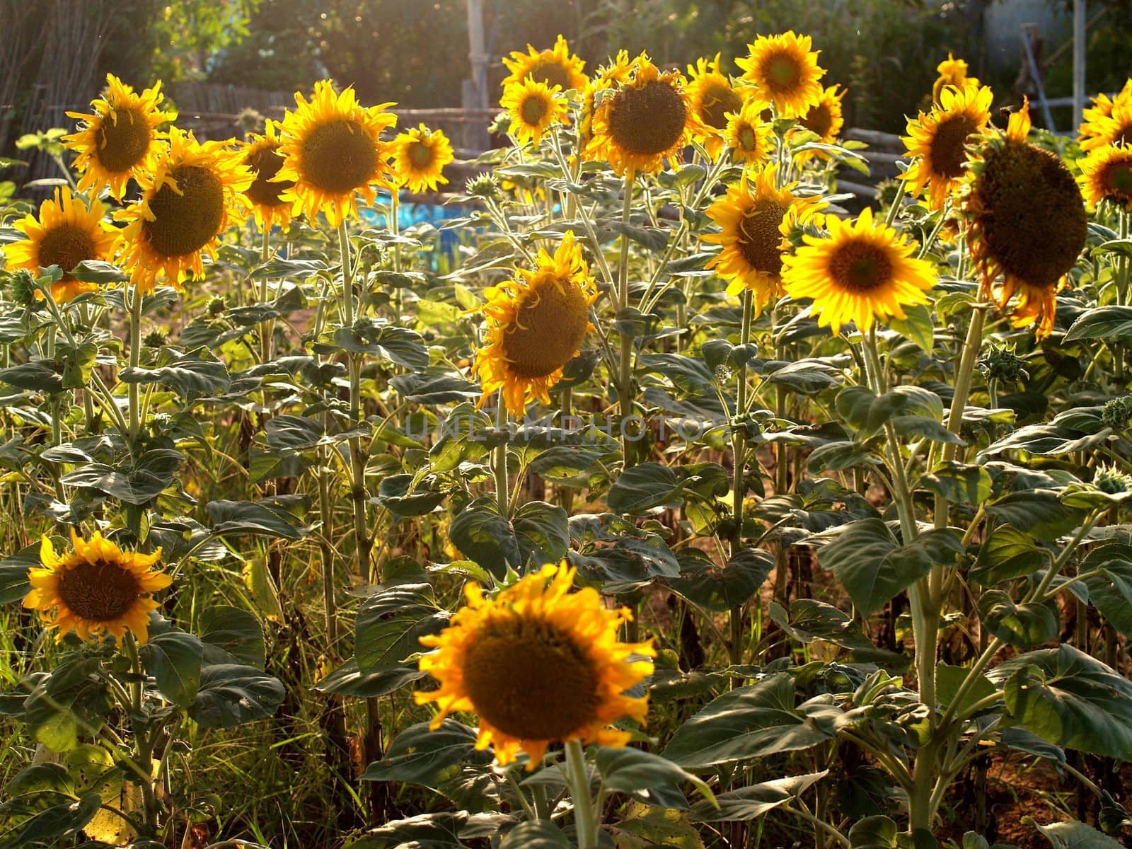 image  Sunflower field