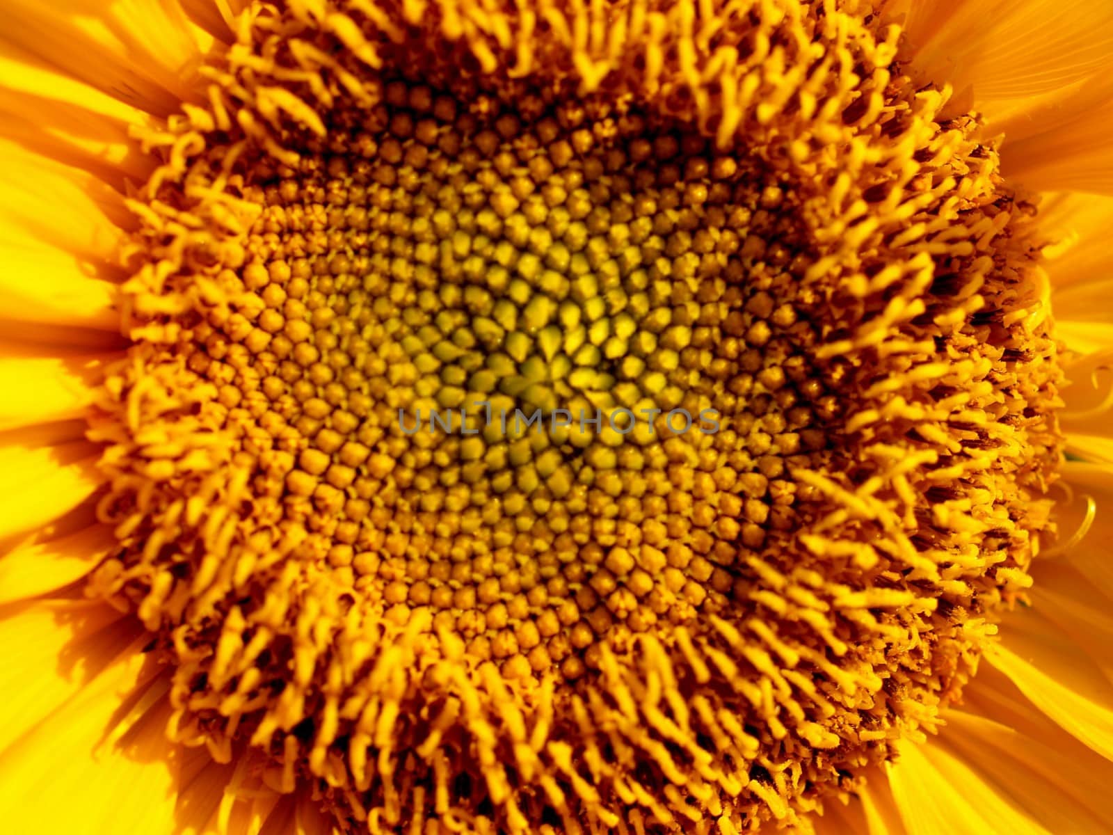 image  Sunflower field