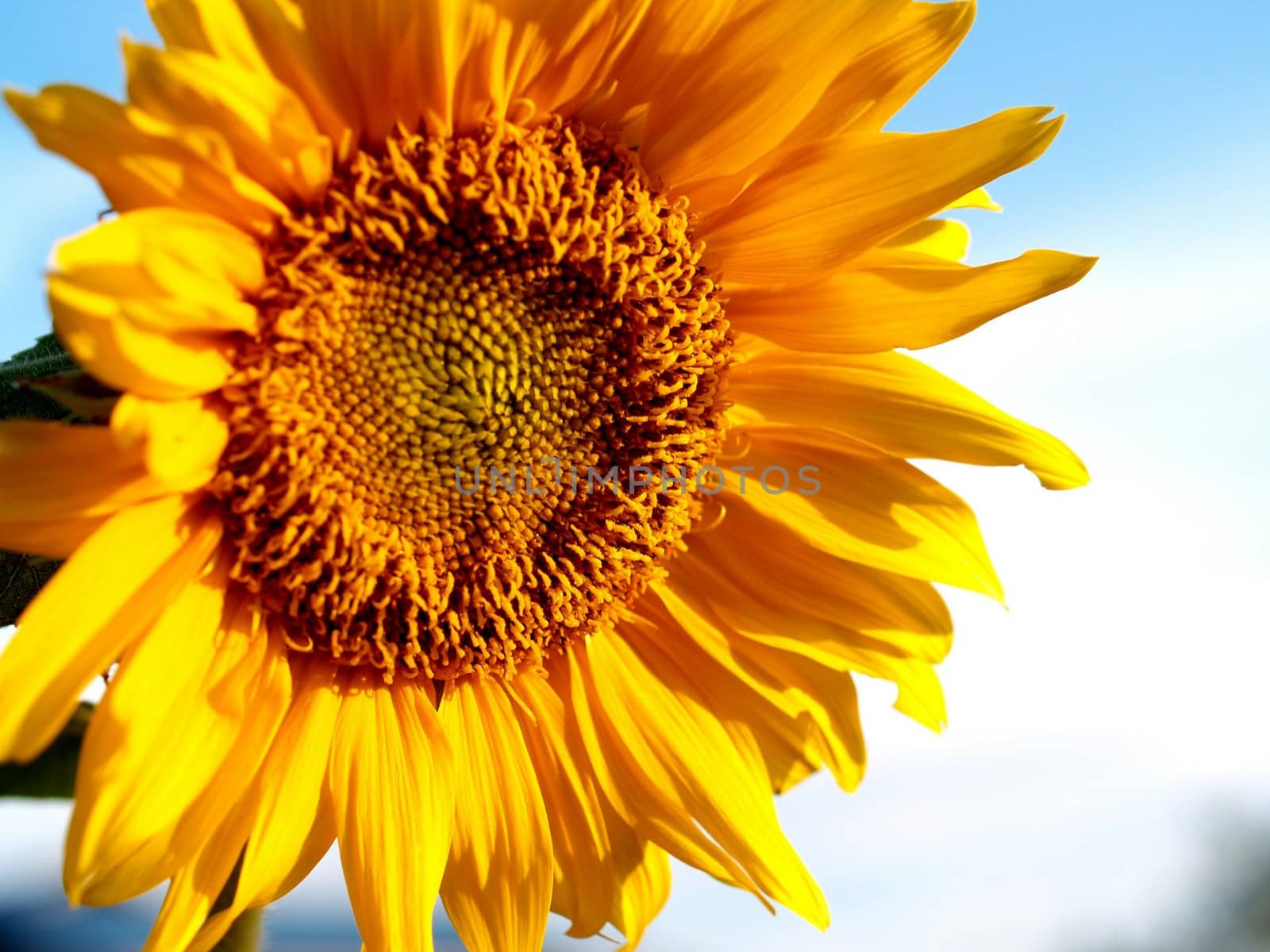 image  Sunflower field