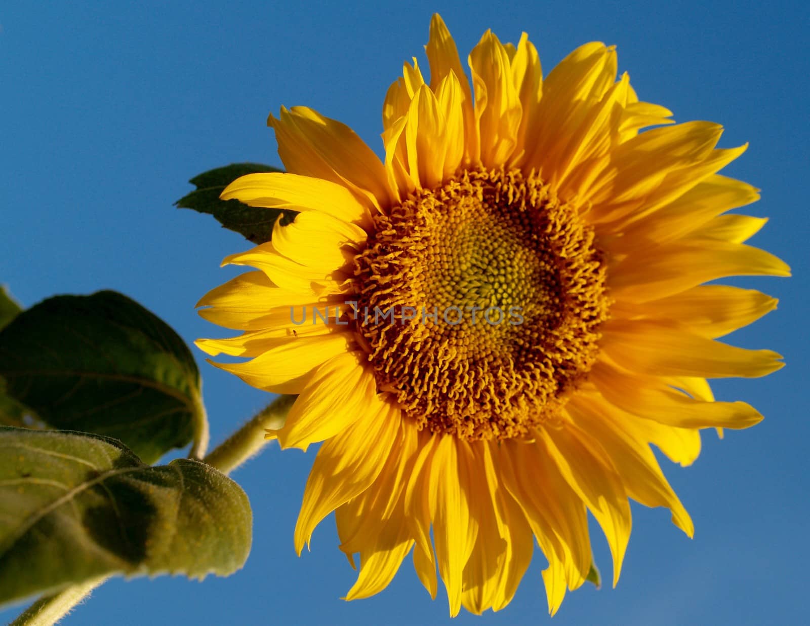 image  Sunflower field